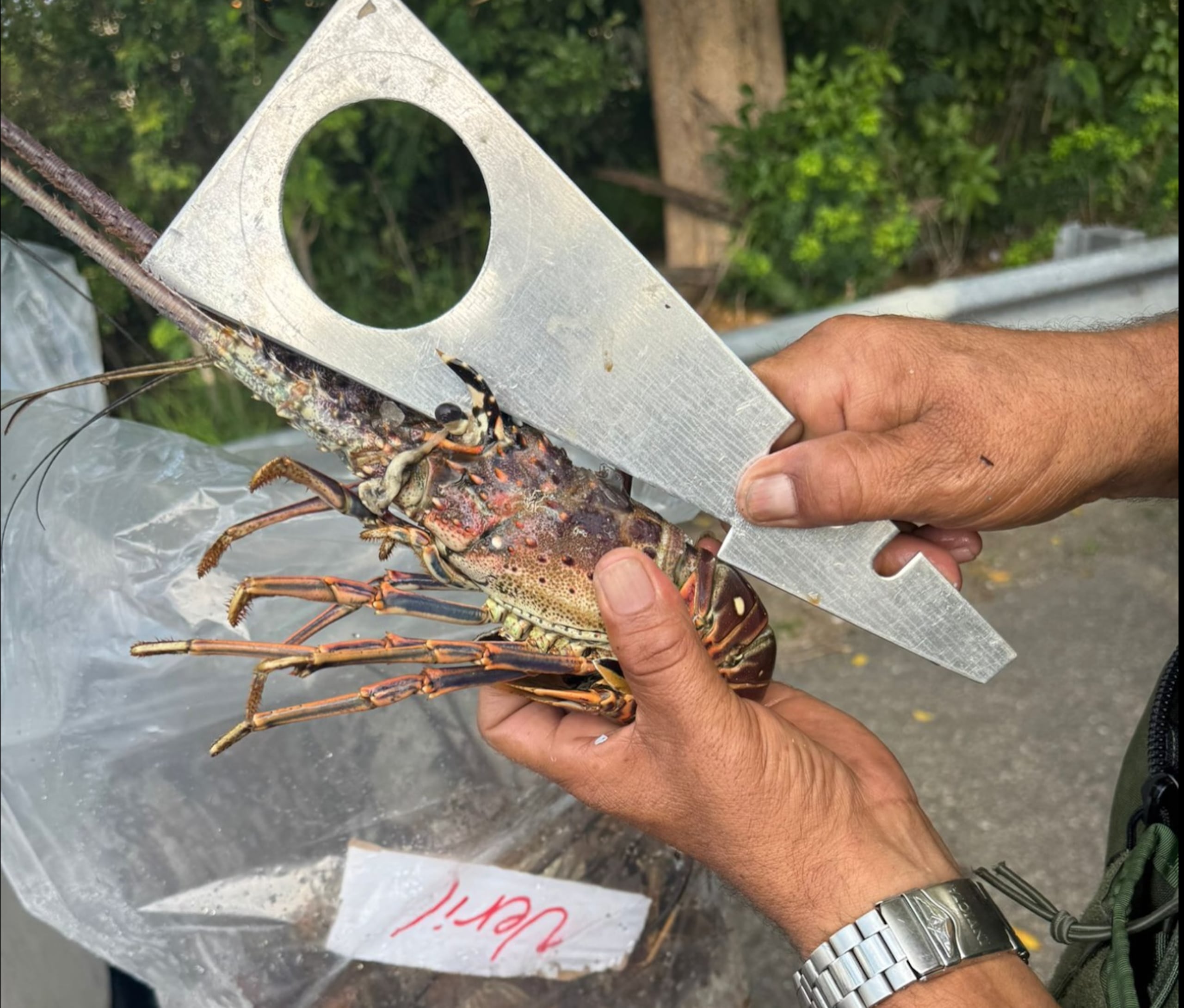 Un vigilante mide una de las langostas recuperadas.