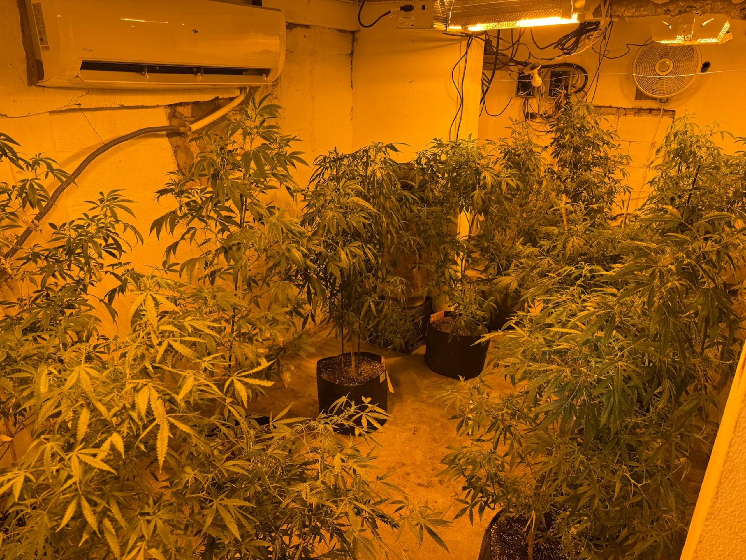 Durante la intervención se incautaron 109 plantas de marihuana, cocaína y se logró el arresto de tres personas.