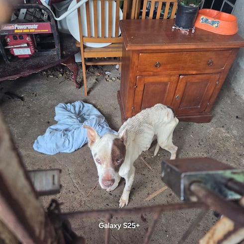 Desgarradoras fotos de los perros rescatados en una casa en Bayamón