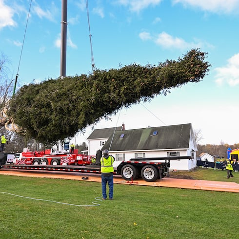 FOTOS: Árbol de Navidad del Rockefeller Center ya va de camino