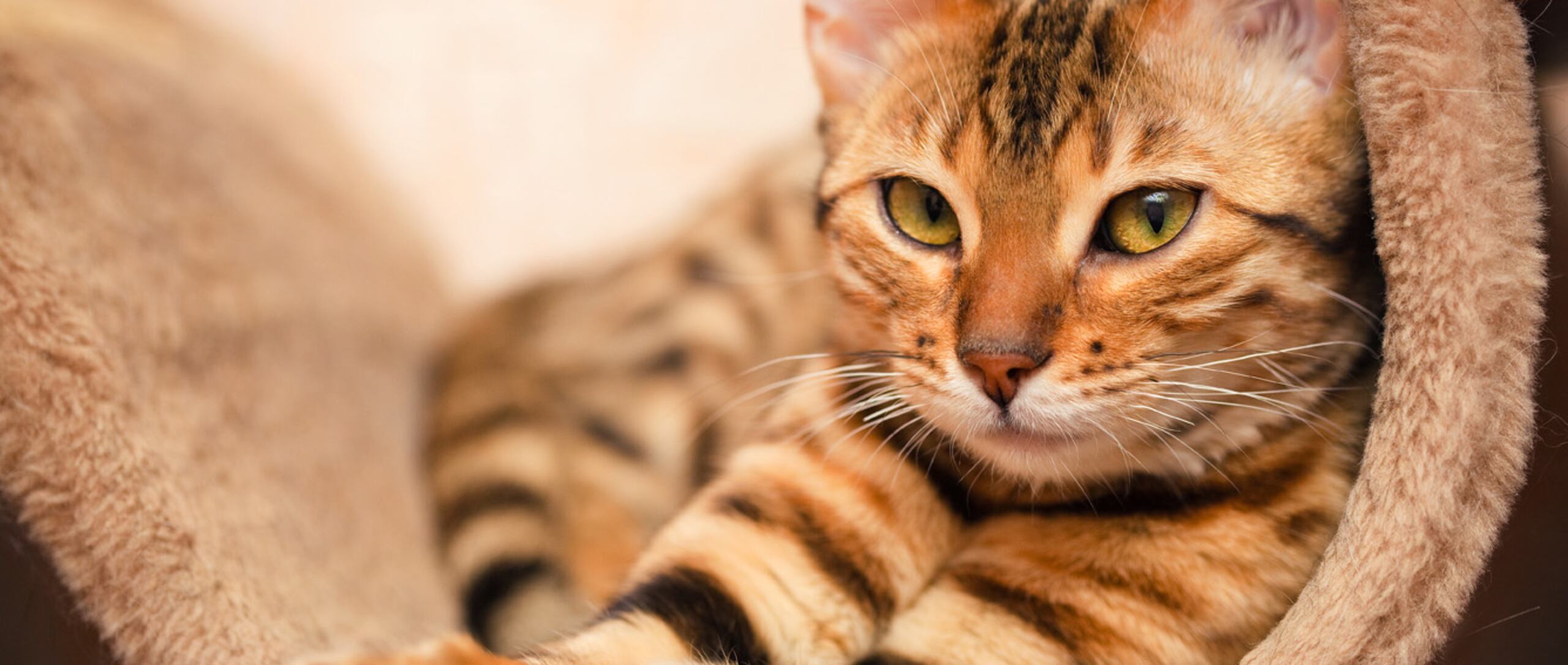 Esterilizar a tu mascota antes de su primer celo ofrece la mejor protección. (Shutterstock)