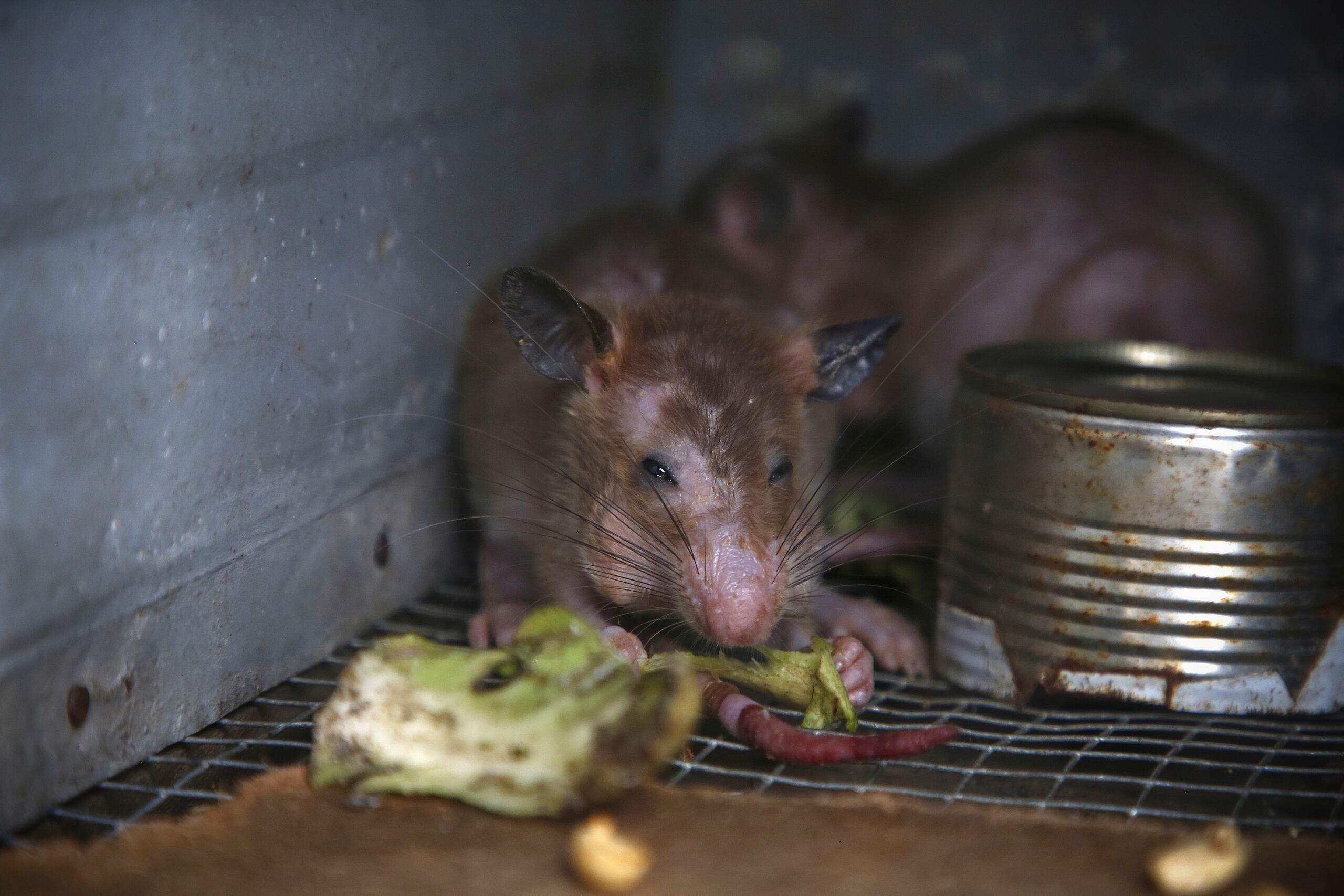 Nueva York produce diariamente 44 millones de libras de basura (20 millones de kilos), que salen a las calles en grandes bolsas y constituyen el principal alimento de las ratas.