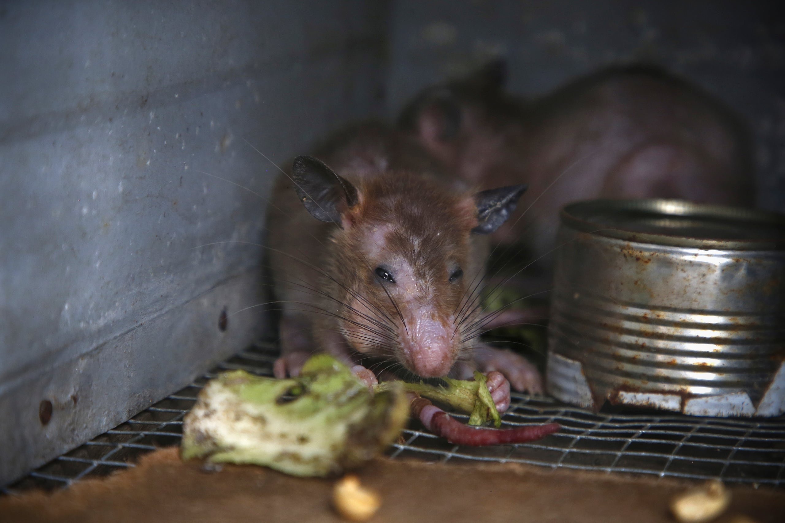 Nueva York produce diariamente 44 millones de libras de basura (20 millones de kilos), que salen a las calles en grandes bolsas y constituyen el principal alimento de las ratas.