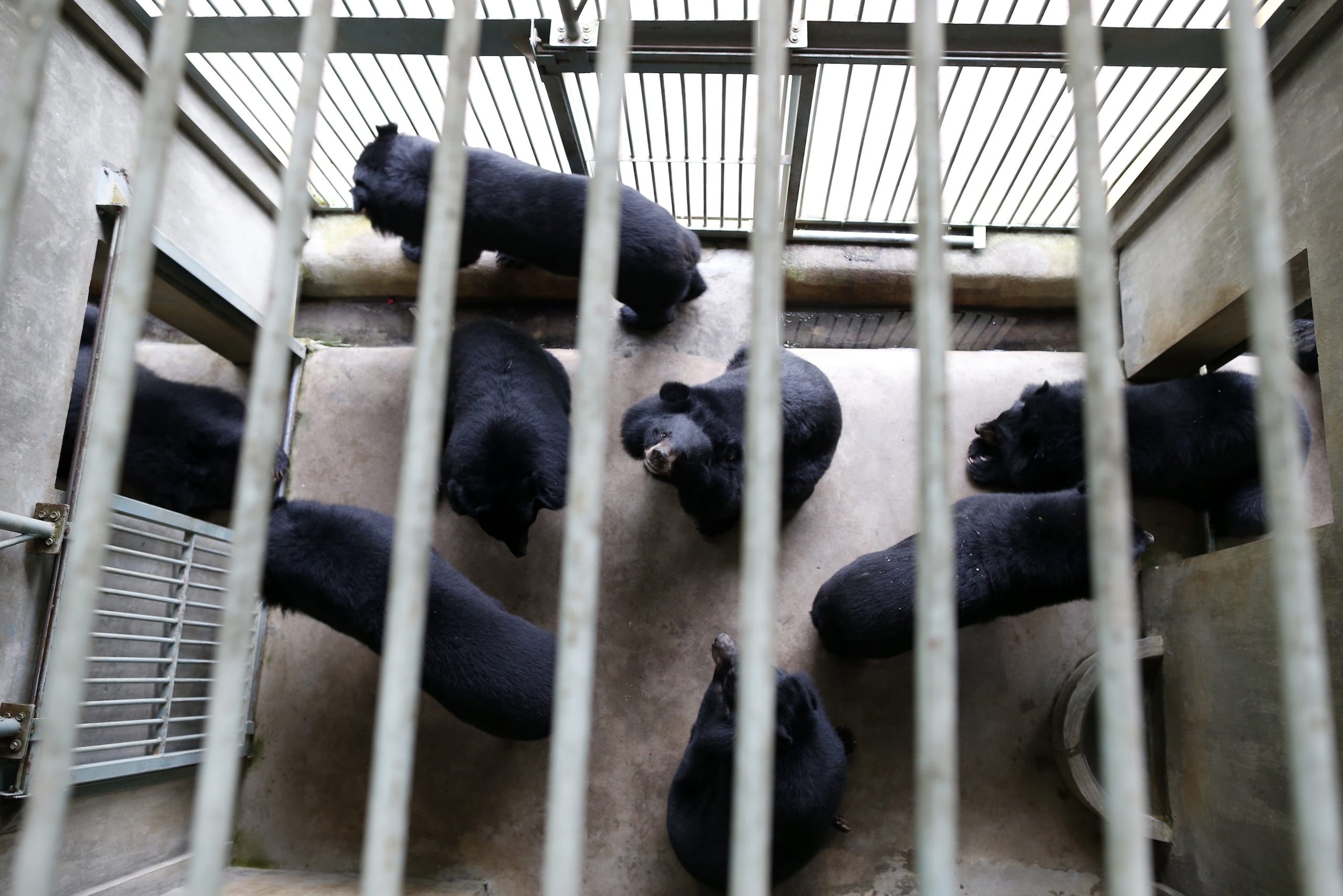 En 2015 los cazadores mataron a 304 osos en tan solo dos días, por lo que FWC terminó el programa antes de lo previsto, según Bear Warriors United.