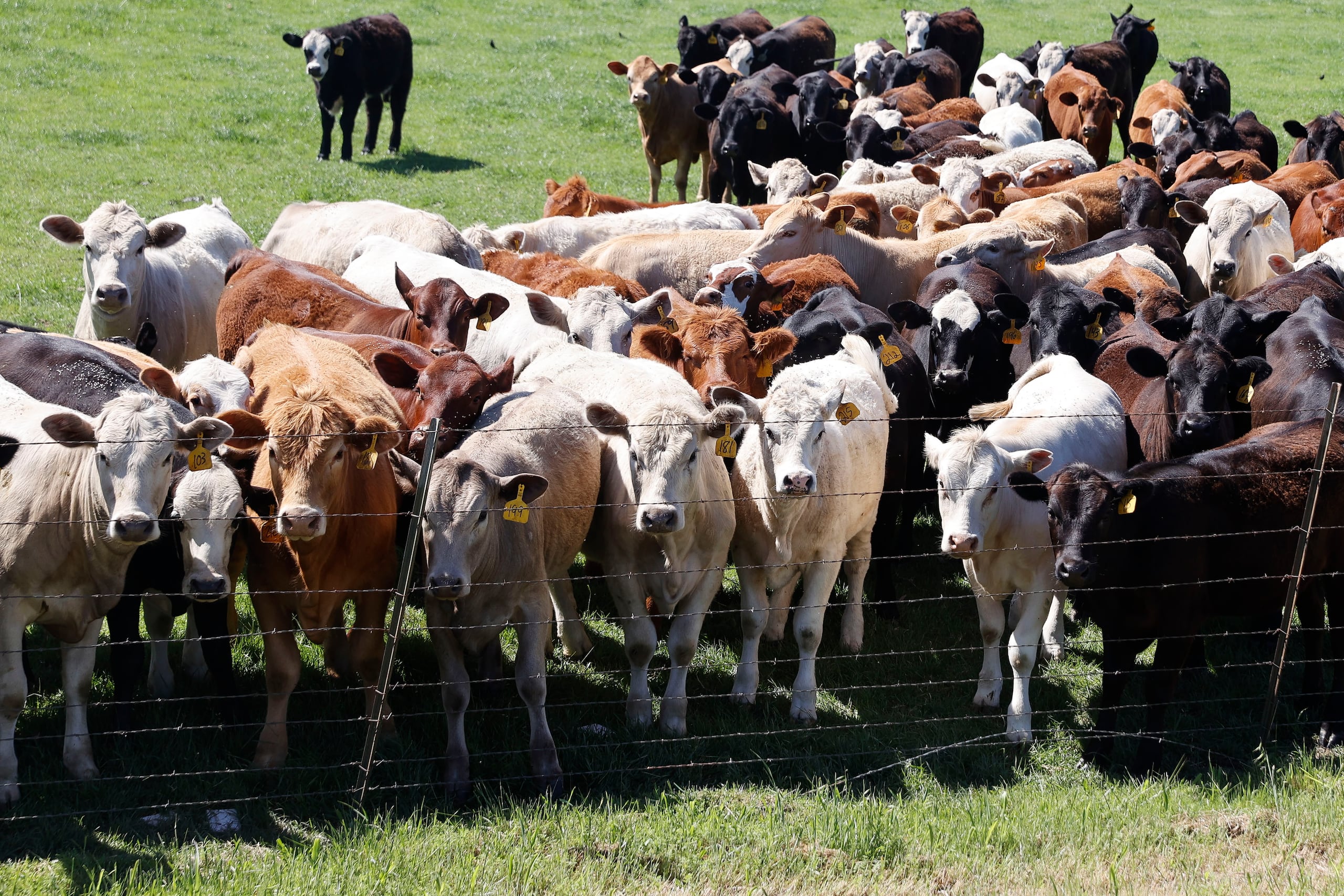 El propietario de la finca, narró que al llegar esta mañana observó el portón de acceso abierto y al realizar el conteo del ganado notó el hurto de 14 vacas.