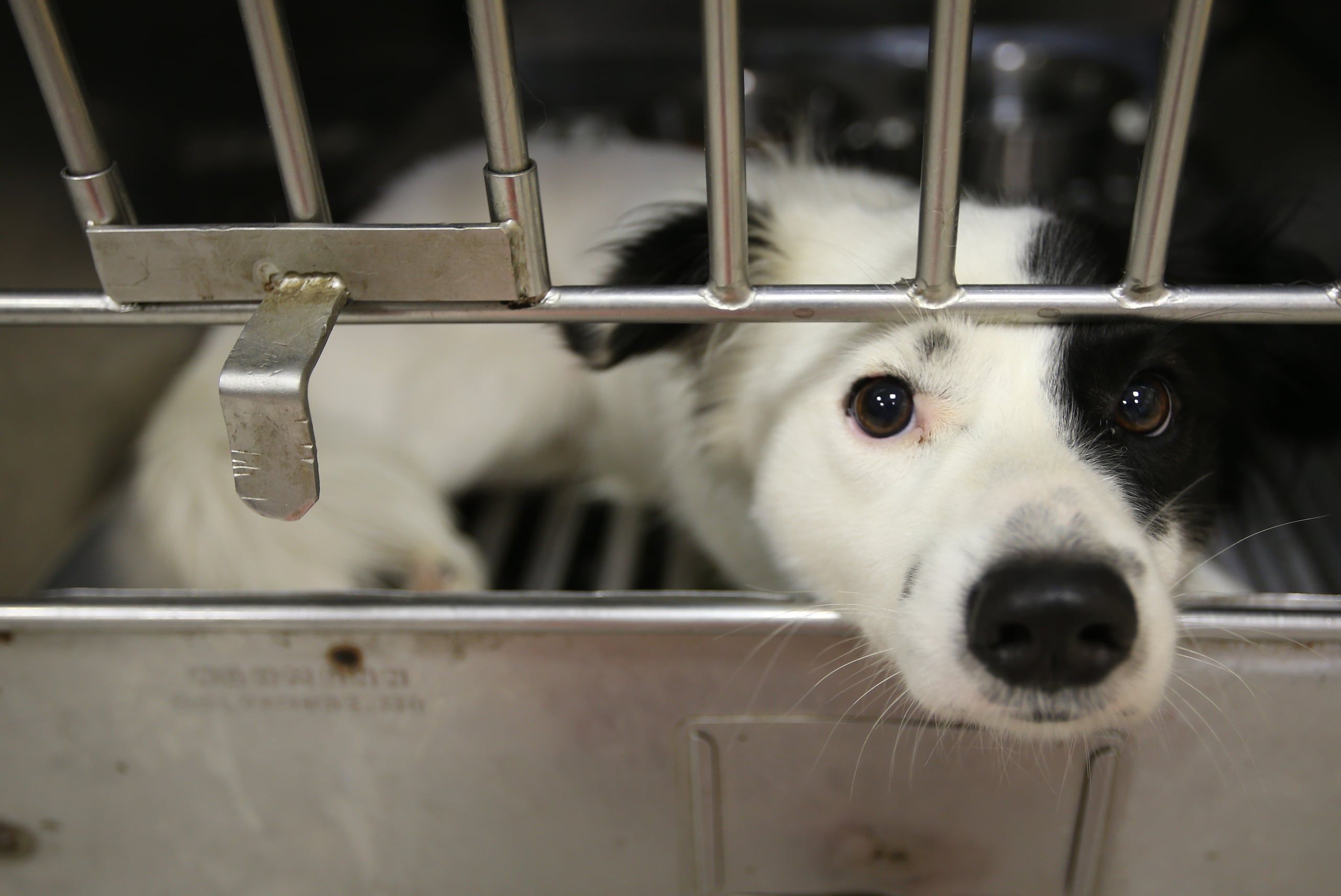 Cada año, millones de mascotas llegan a refugios en Estados Unidos, lo que continúa generando presión sobre muchas organizaciones locales que enfrentan recursos limitados.