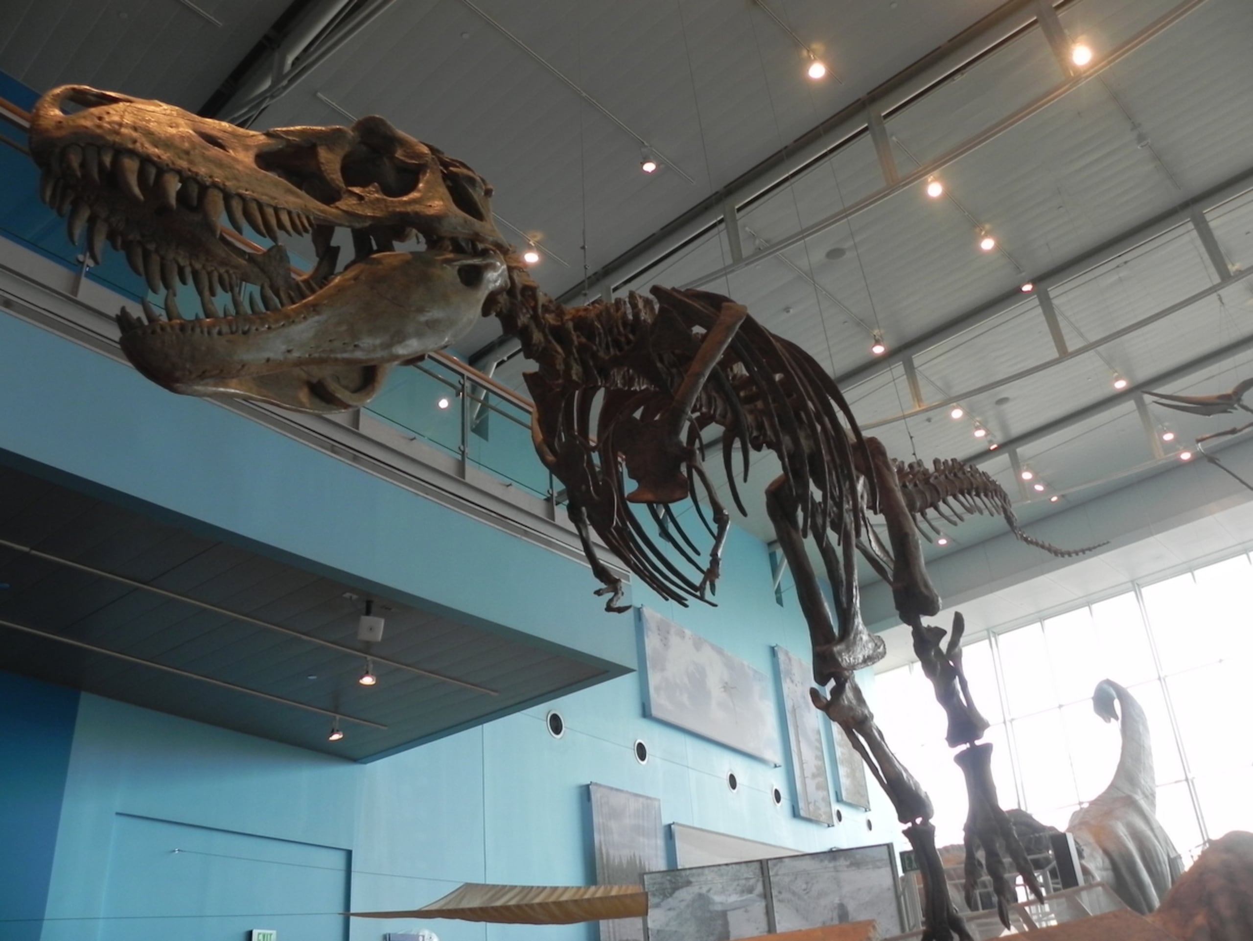 El esqueleto de un didosaurio T-Rex, se muestra en el Museo de las Ciencias de Baltimore. (Wilson Ruiz Ríos/Especial para GFR Media)