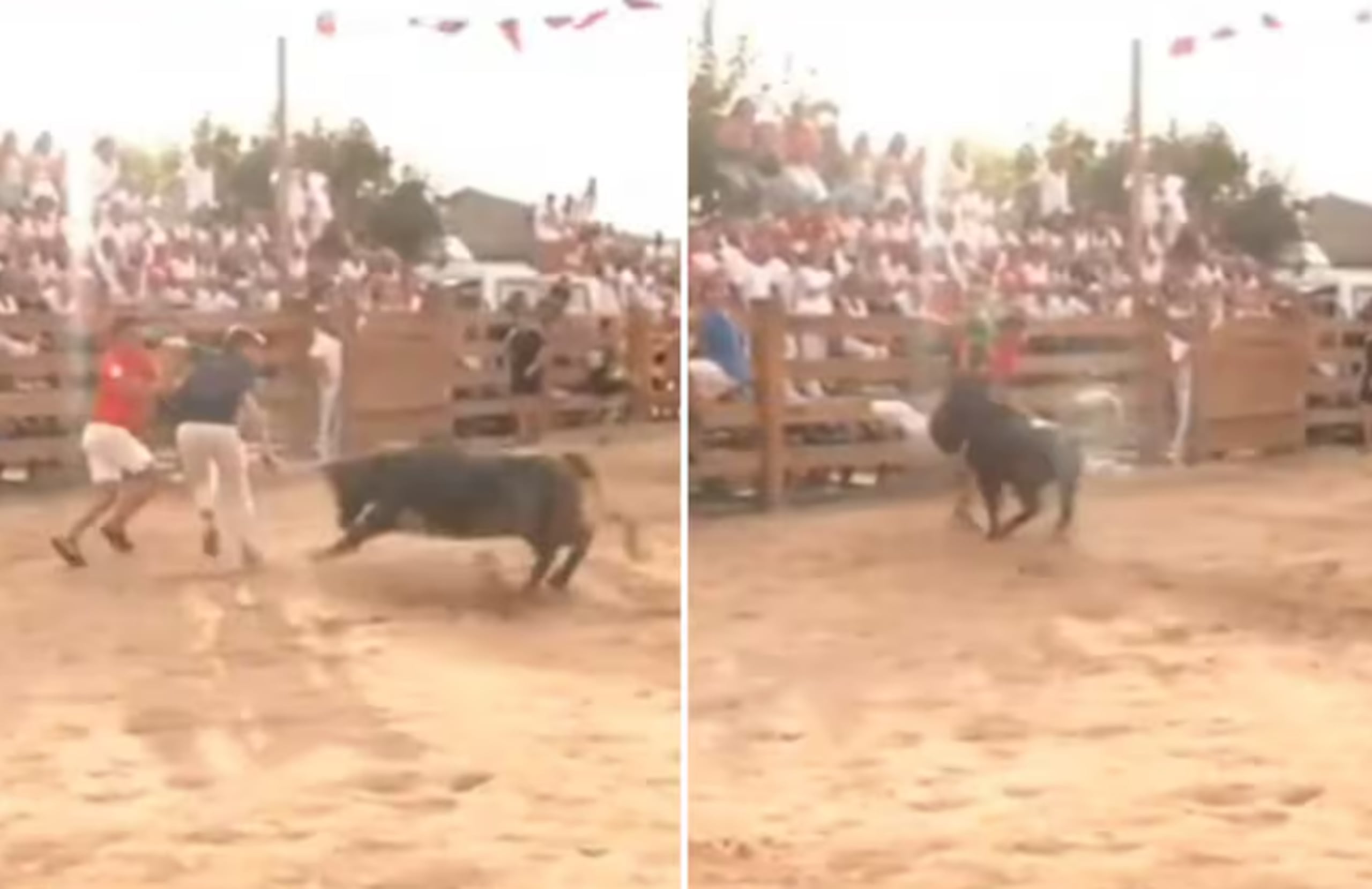 El periodista cayó al piso y, mientras intentaba pararse, la vaca volvió a pegarle, esta vez con sus cuernos.