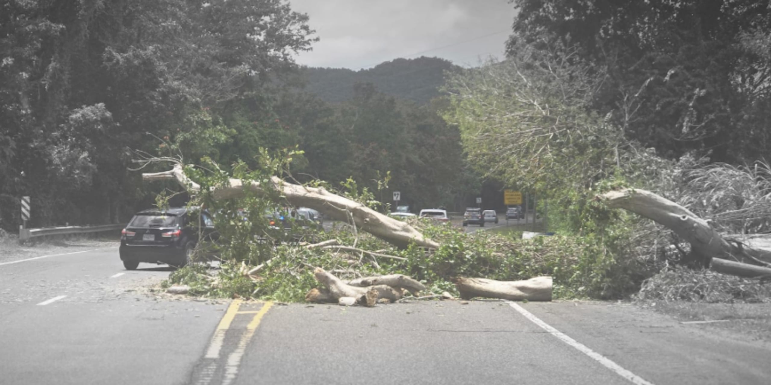 árbol afecta vía en Arecibo