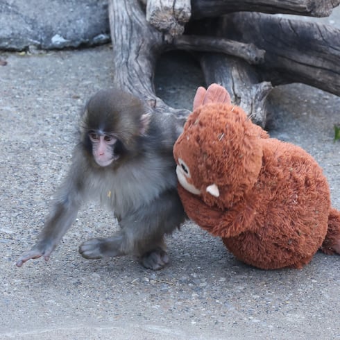FOTOS: El bebé monito que convirtió a peluche en su mamá tras ser rechazado