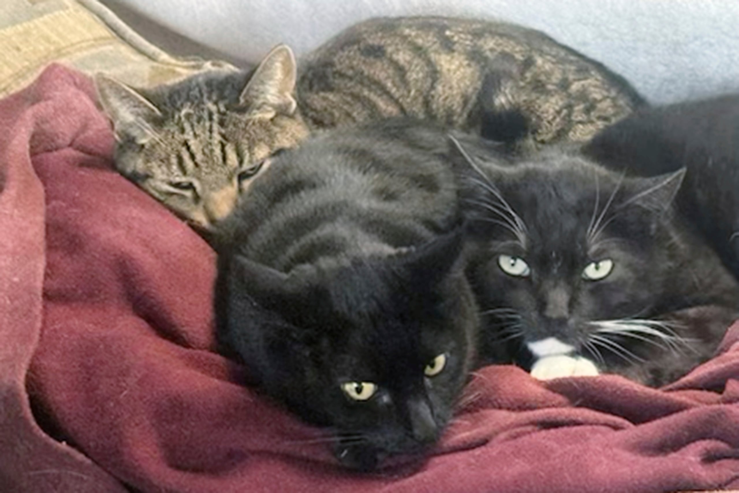 Decenas de gatos domésticos, incluidos al menos 24 este año, han contraído el virus H5N1, según el Departamento de Agricultura de Estados Unidos.