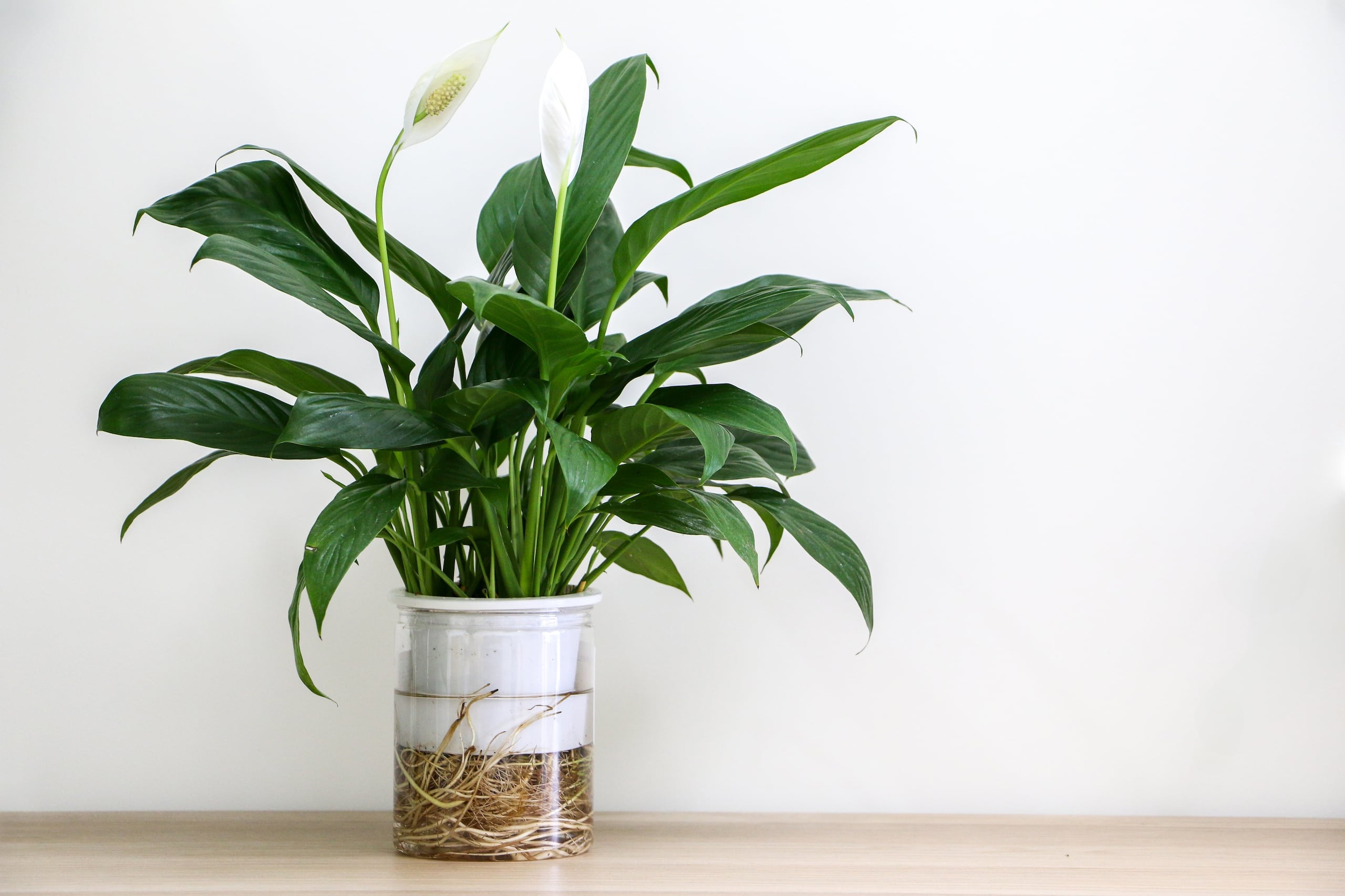 5. Espatifilo: Es ideal para baños o cocinas y mejora la calidad del ambiente, conocida también como “Peace Lily”.