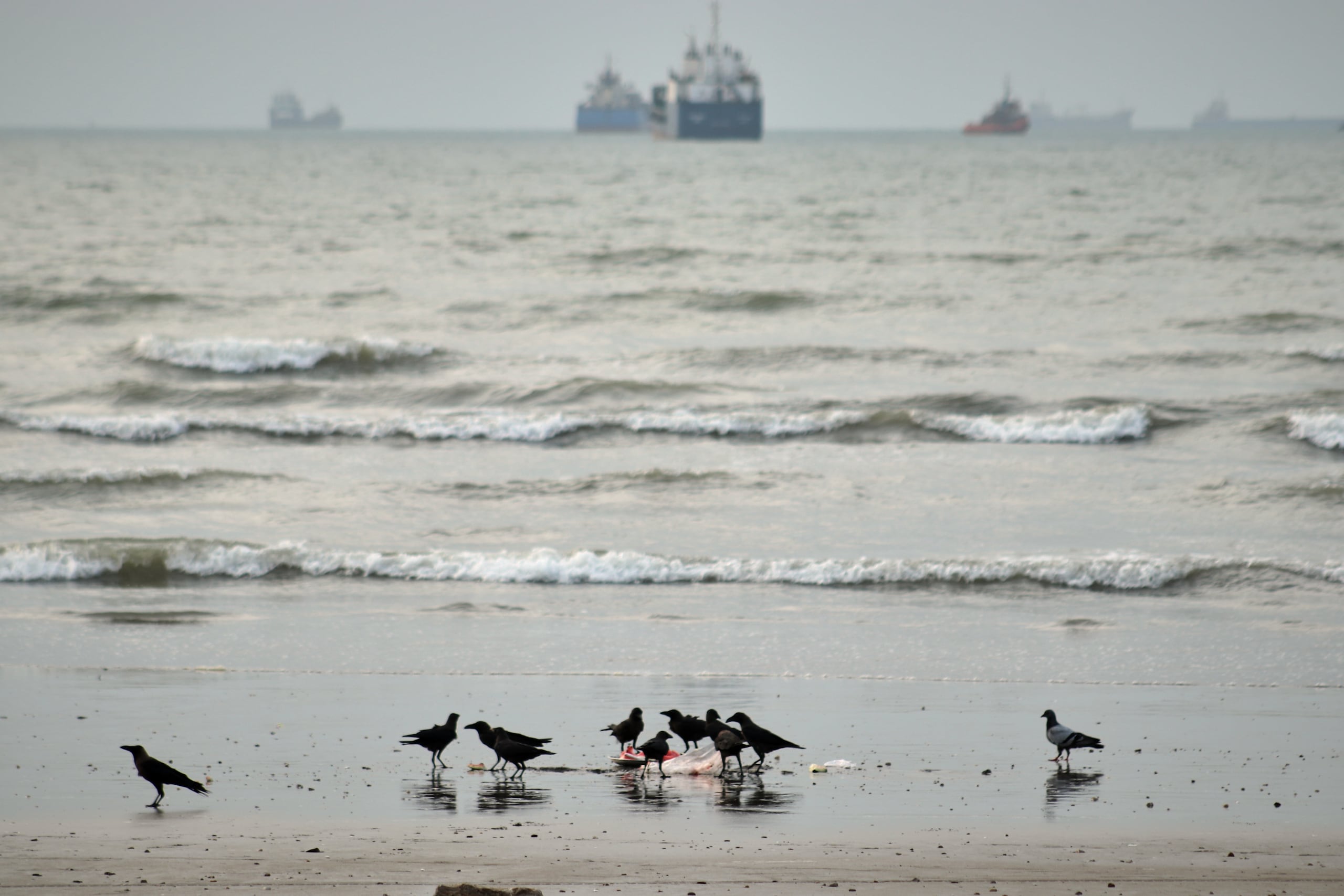 Unas aves a la orilla de la playa y al fondo buques comerciales anclados en el estrecho de Ormuz, en las costas de Bandar Abbas, Irán, el miércoles 2 de septiembre de 2026. (Razieh Poudat/ISNA vía AP)