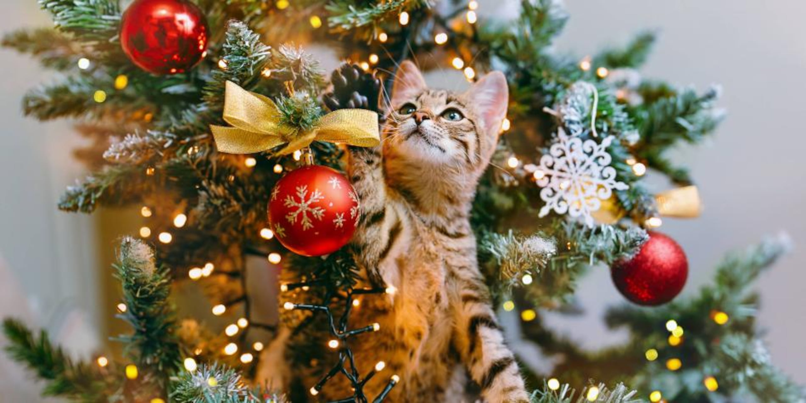 Algo que también es importante y relevante es que la base del árbol esté bien asegurada, por si el gato intenta treparse y que no corra ningún peligro.