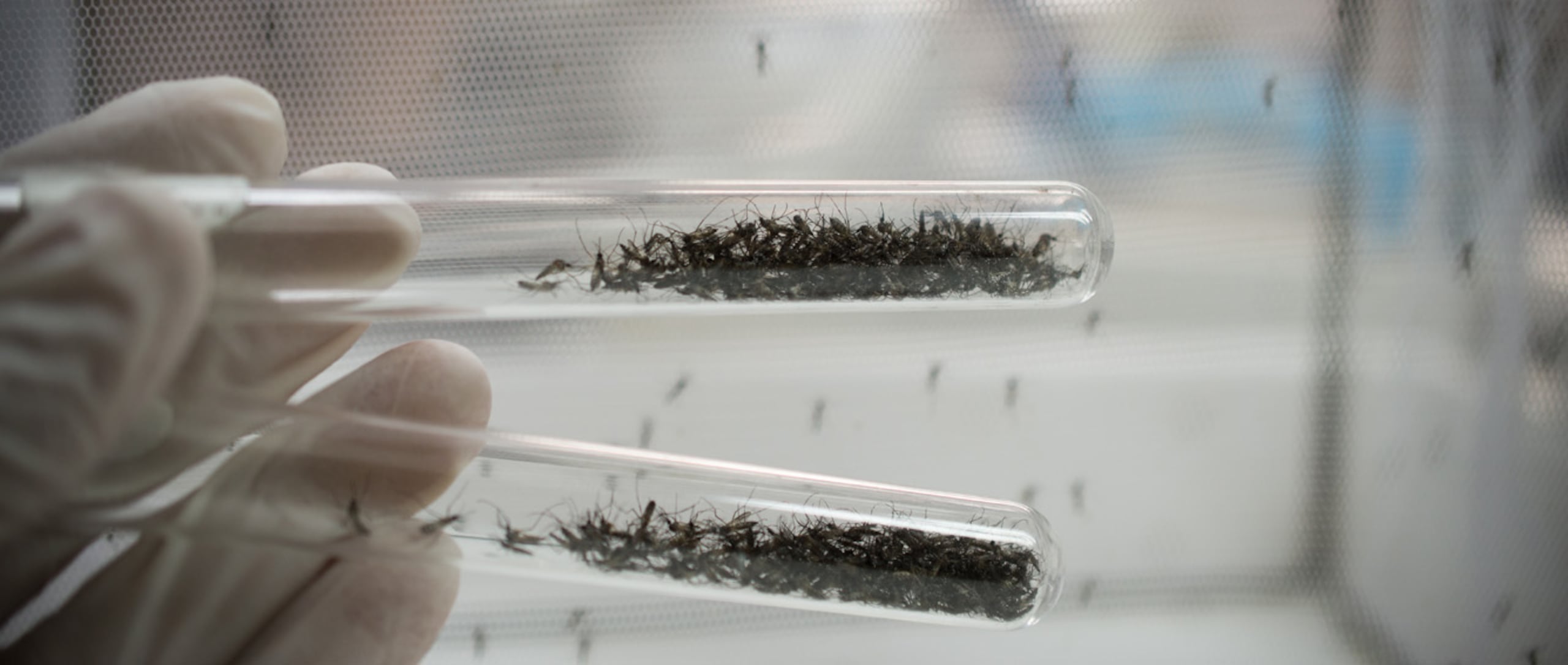 Si lo pensamos bien, muchas epidemias de enfermedades transmitidas por mosquitos, como la malaria o el Virus del Nilo Occidental, se han dado durante sequías. (Shutterstock)