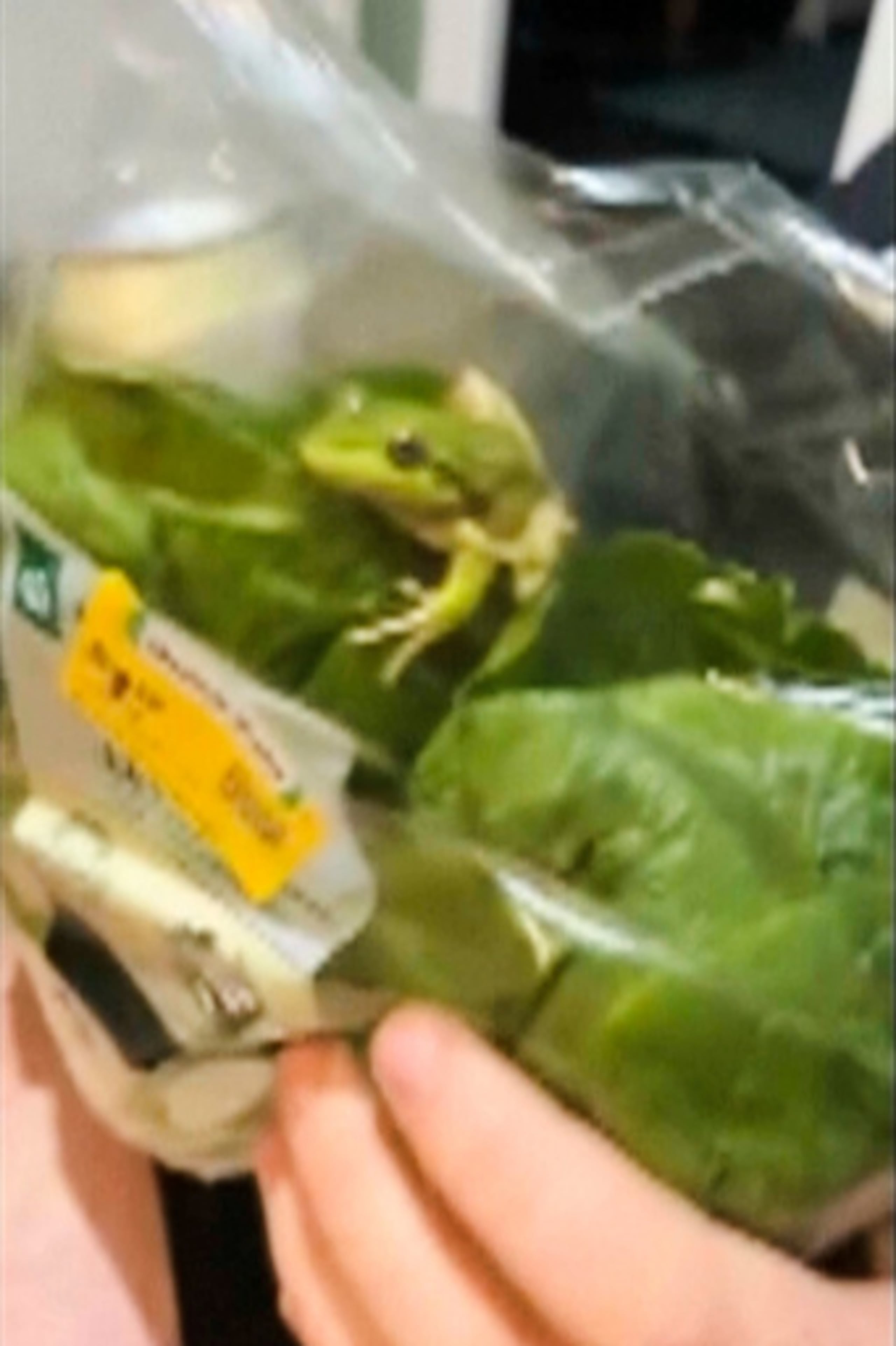 En esta foto tomada de un vídeo proporcionado por Laura Jones, Billy Le Pine, Rhys Smoker y Lilli Ashby, una rana se sienta dentro de una bolsa de ensalada en Esperance, Australia, el 16 de mayo de 2026. (Laura Jones, Billy Le Pine, Rhys Smoker y Lilli Ashby vía AP)