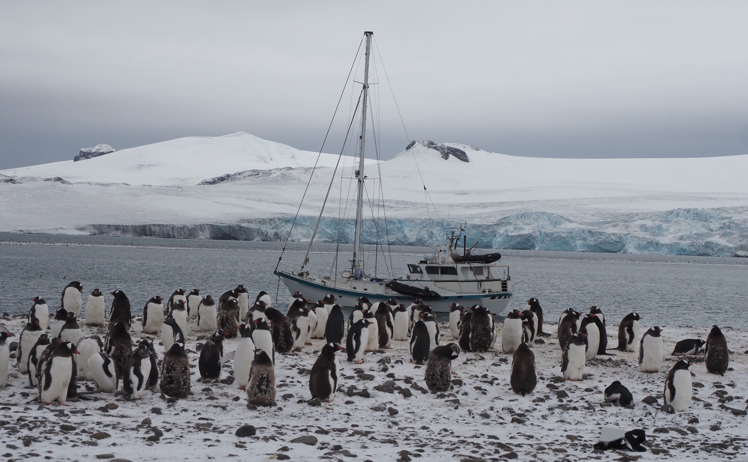Imagen cedida del velero de la expedición Australis ante una colonia de pingüinos en la Antártida. Antonio Alcamí, CSIC