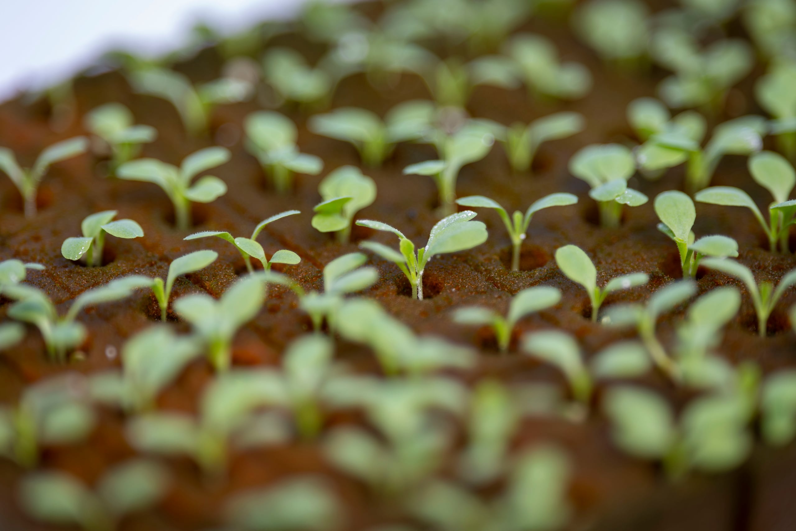 En el Vivero Verde se realizan todas las etapas, como la del germinado.