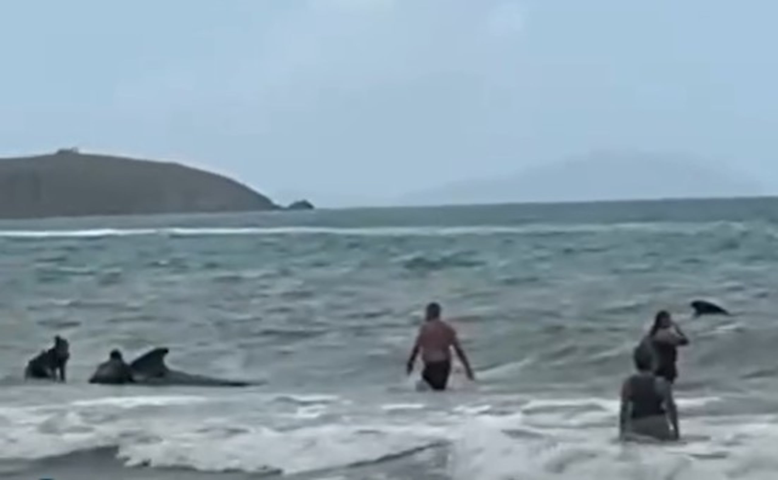 Videos en redes sociales dan cuenta de los esfuerzos de los voluntarios y personal de DRNA para liberar las ballenas y redirigirlas a aguas más profundas.