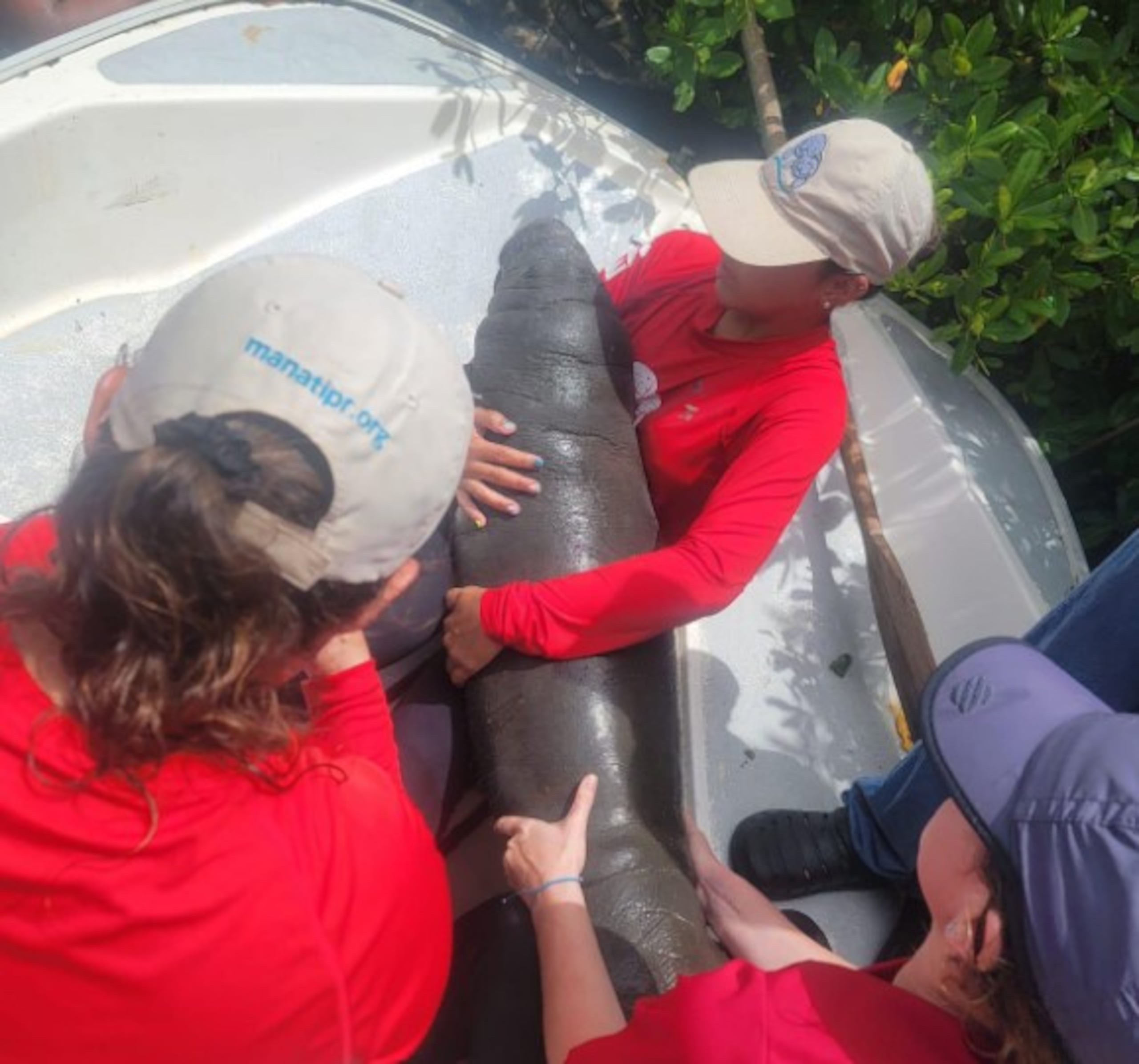 Bebé manatí rescatado en la Reserva Estuarina de Bahía de Jobos.