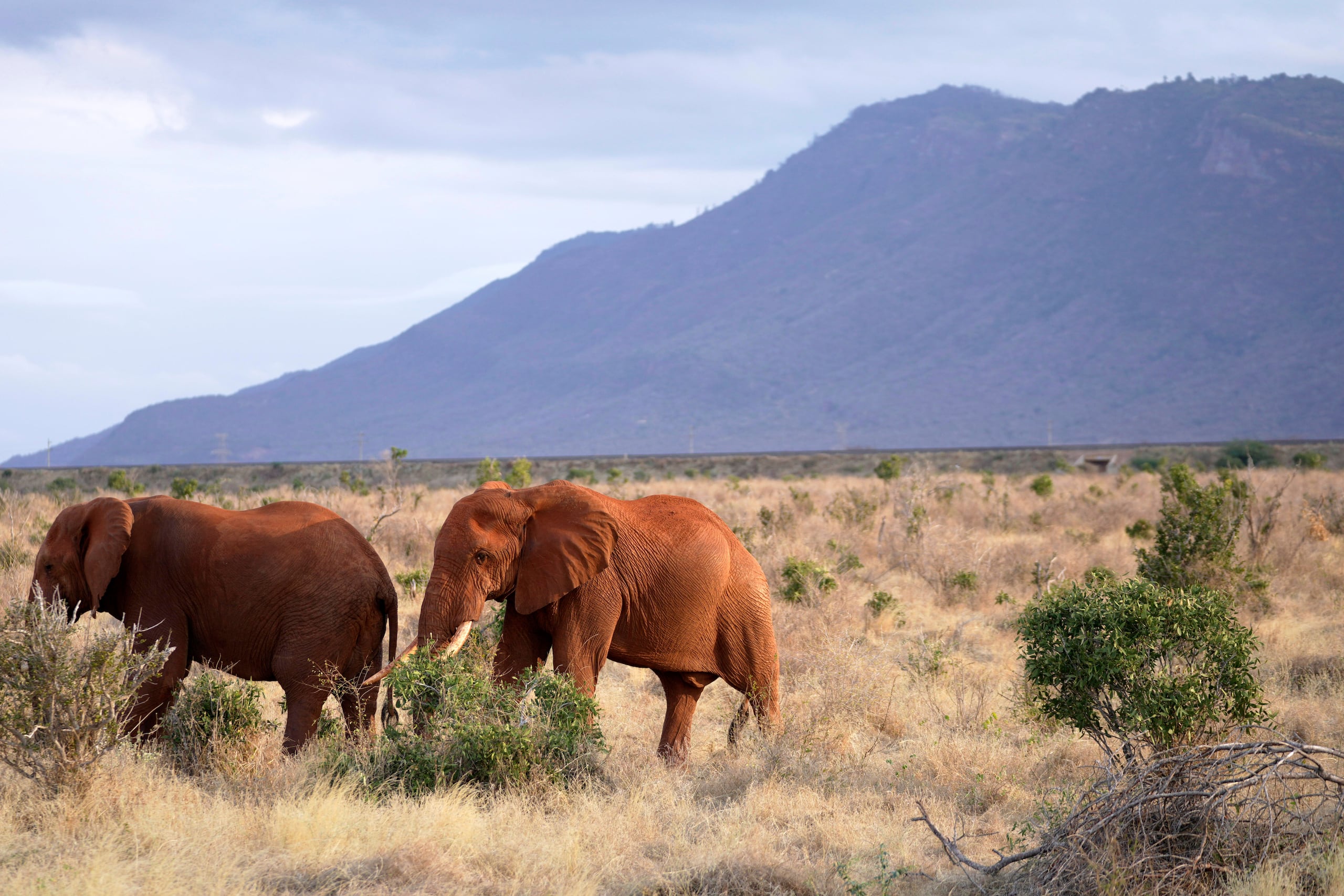 Elefantes caminan por el Parque Nacional Tsavo Este, cerca de la localidad de Voi, en el condado de Taita-Taveta, en Kenia, el 6 de agosto de 2025. (AP Foto/Brian Inganga)