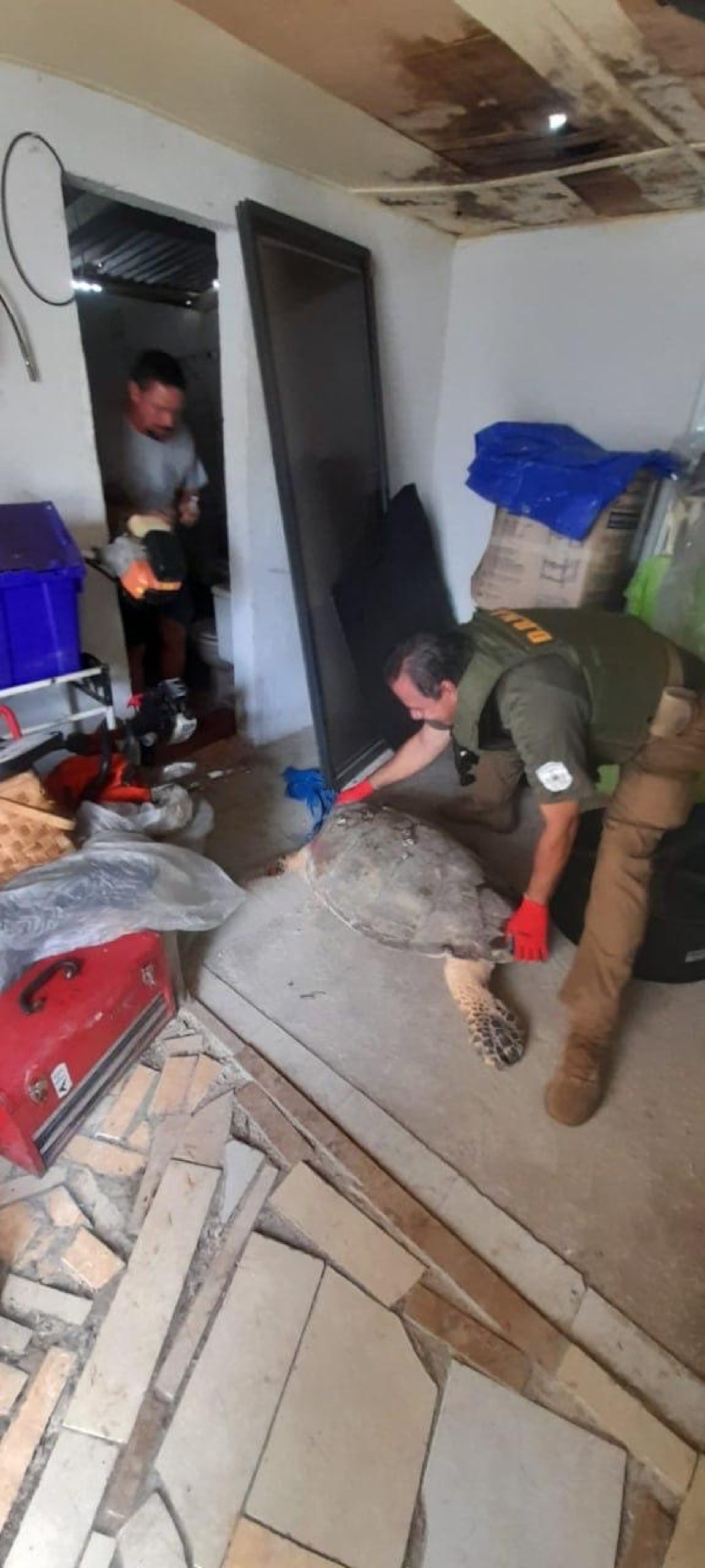 Tortuga Carey recuperada en Juana Díaz (Suministrada)