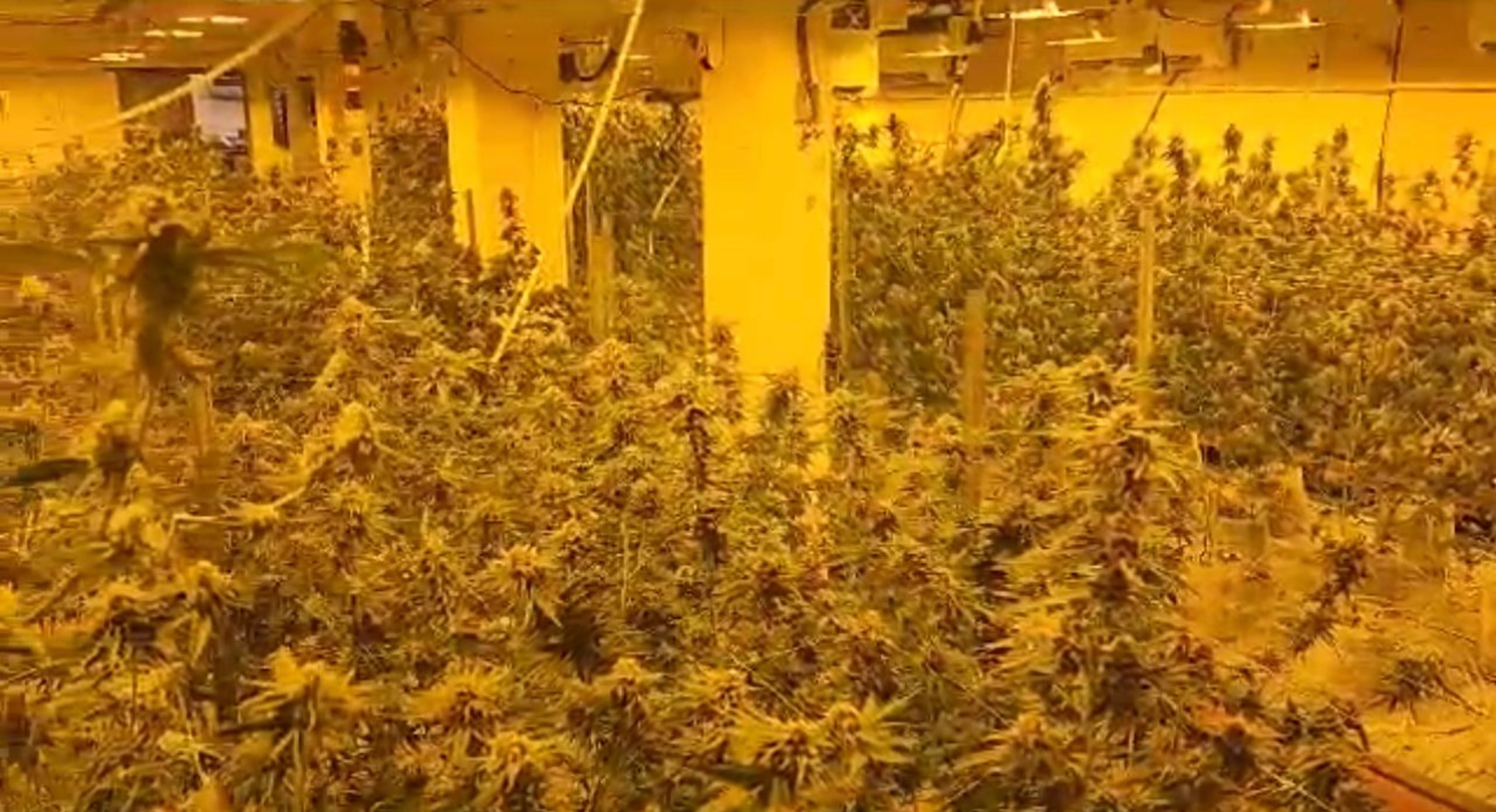 La División de Drogas Metropolitana incautó un invernadero hidropónico durante un allanamiento en la carretera PR-835, en Guaynabo.