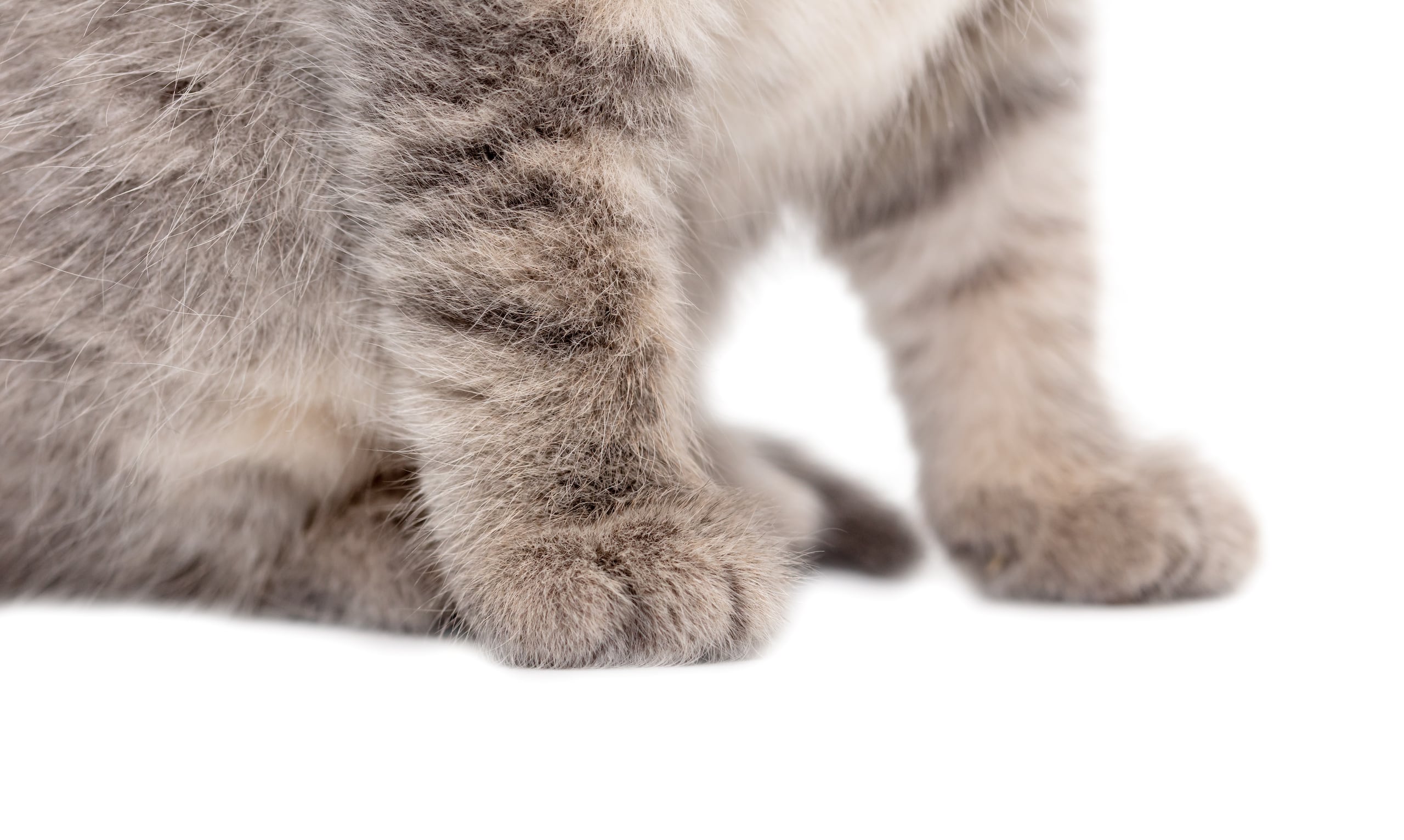 Gato