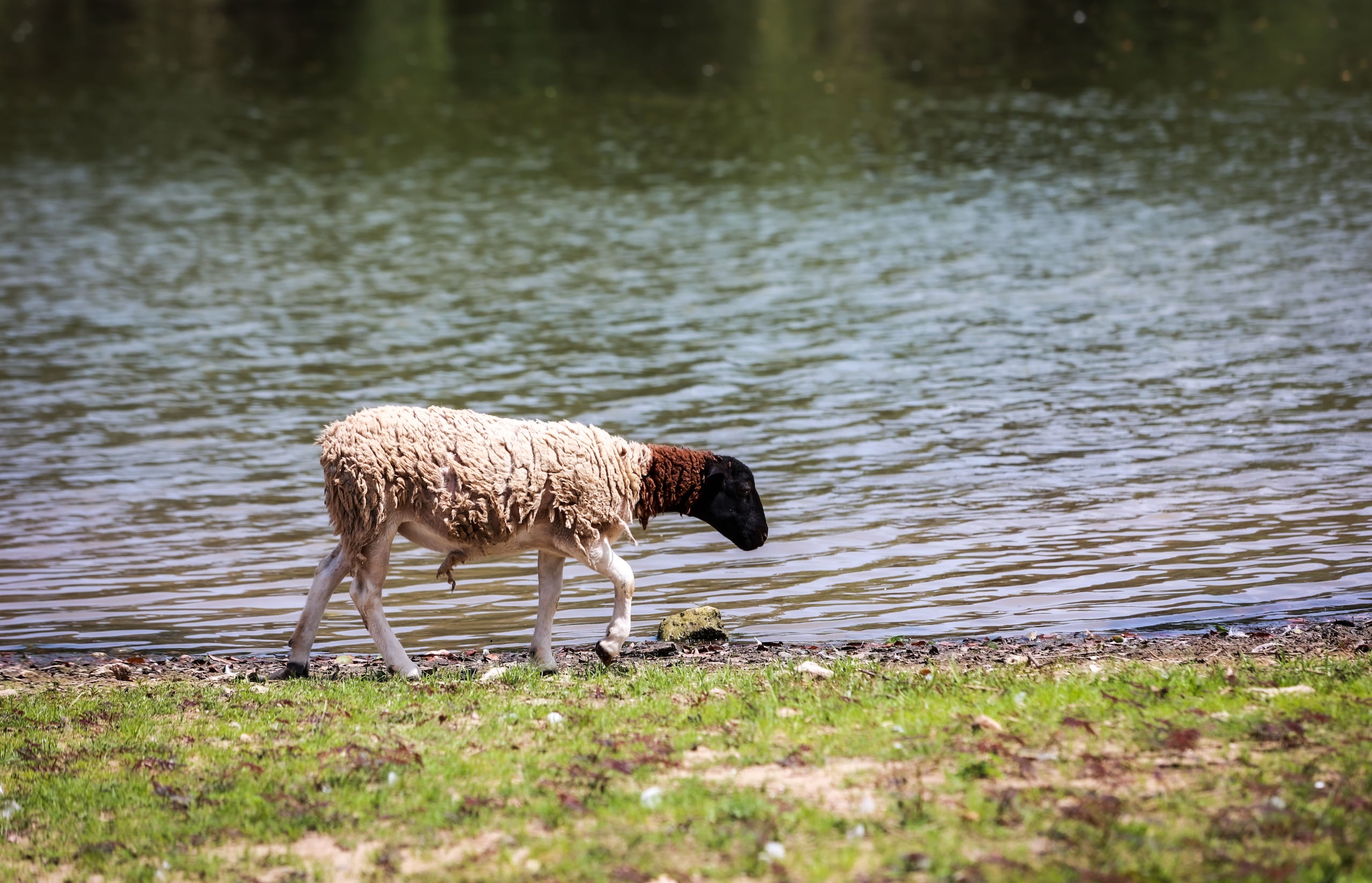 La hacienda tiene 2,300 cuerdas de terreno, en los que hay animales, un lago, mangles, cuevas y se desarrollan diversas actividades físicas.