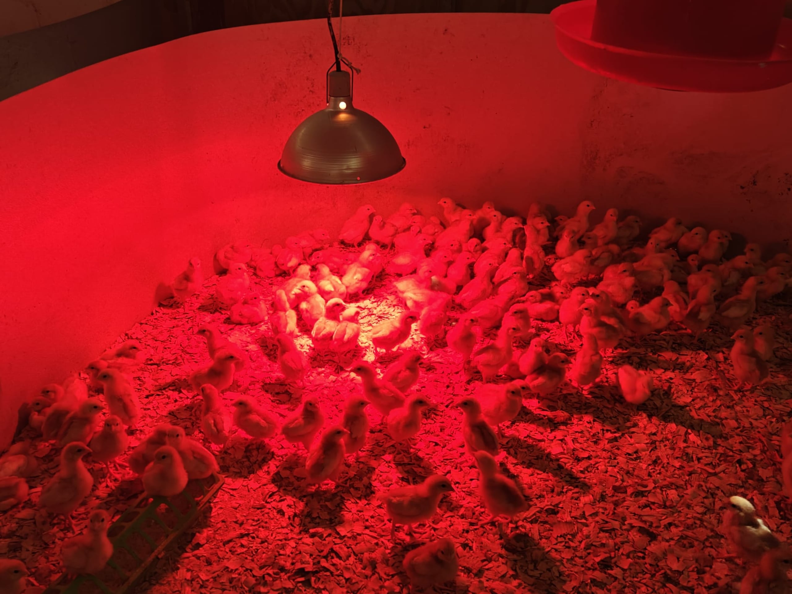 El agrónomo explicó que constantemente adquiere nuevas crías de reemplazo y que aspira expandir de 1,700 gallinas ponedoras, al menos a 3,000.