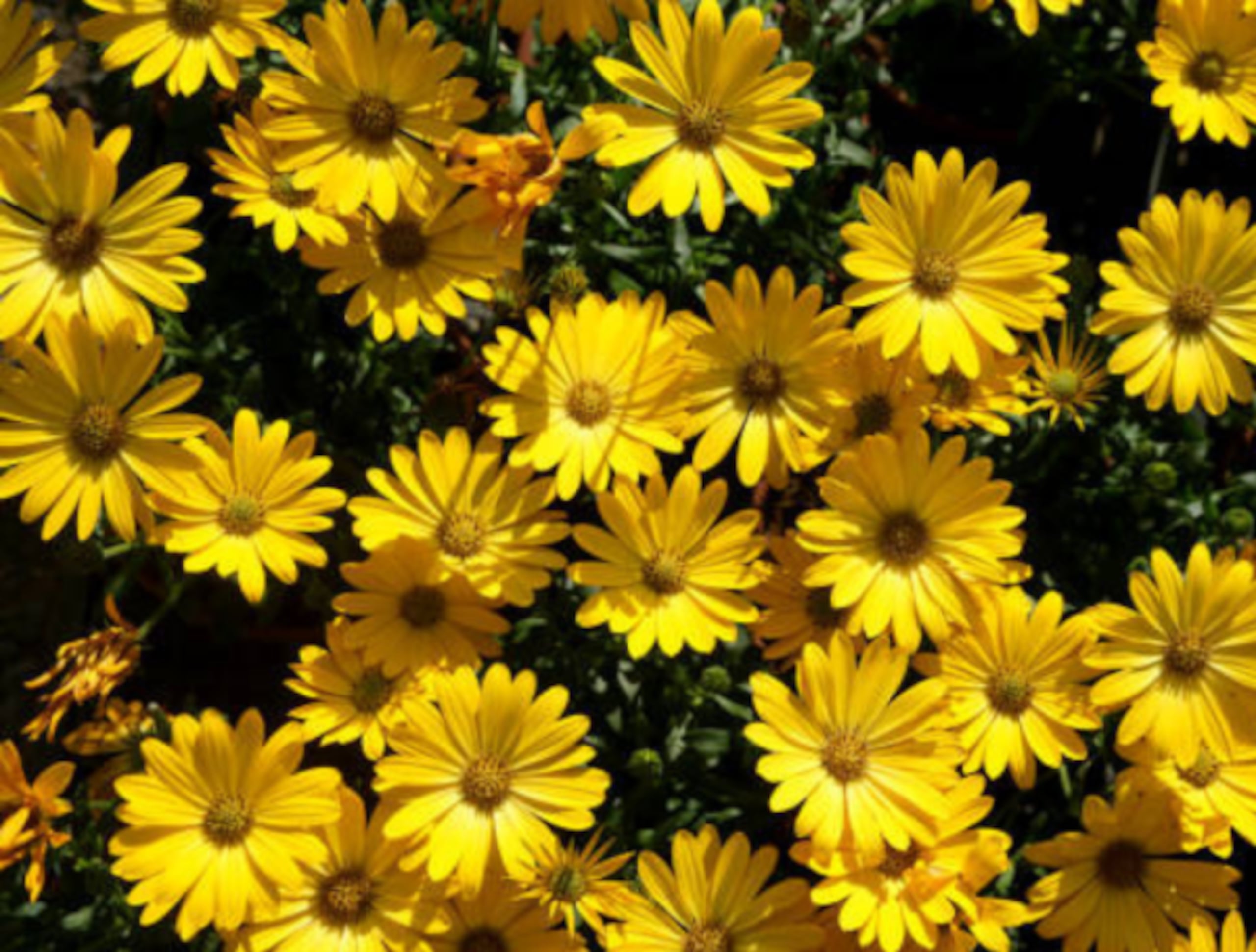 La canción "Flores amarillas" fue estrenada en la telenovela Floricienta en 2004.