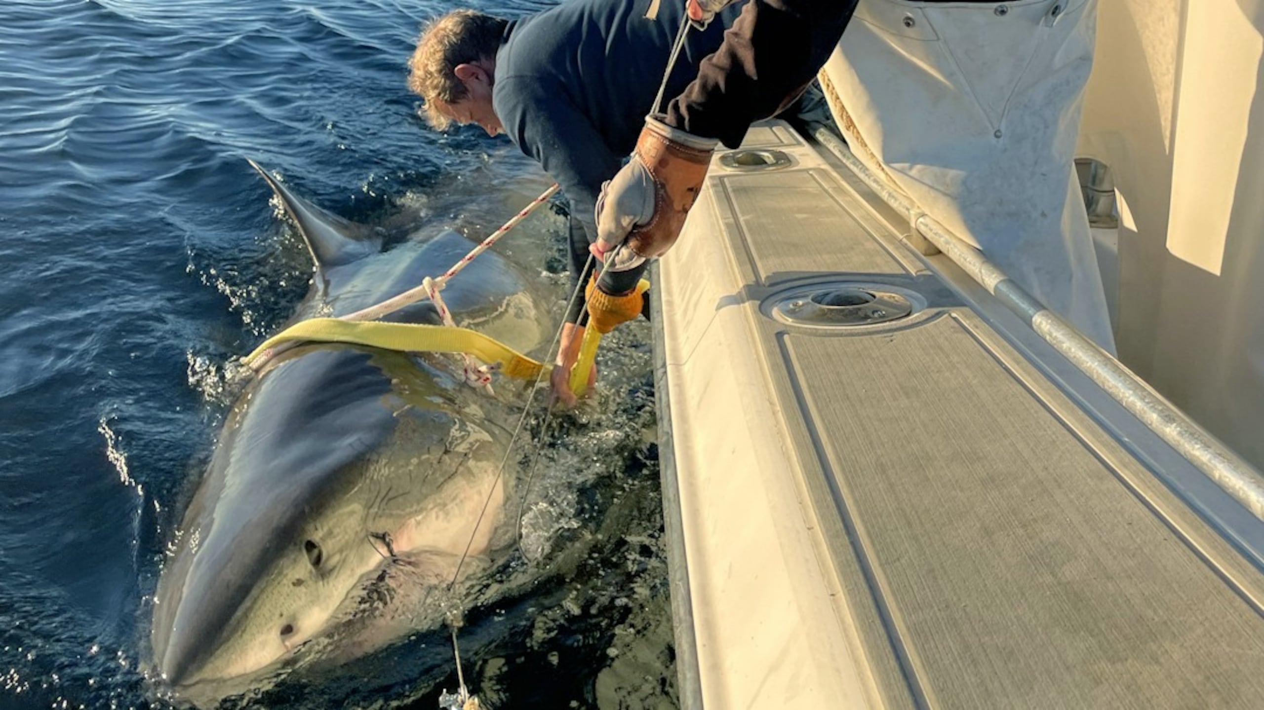 Ocearch espera que el seguimiento de Contender no solo permita comprender mejor sus patrones migratorios, sino también identificar el primer sitio de apareamiento conocido de tiburones blancos.