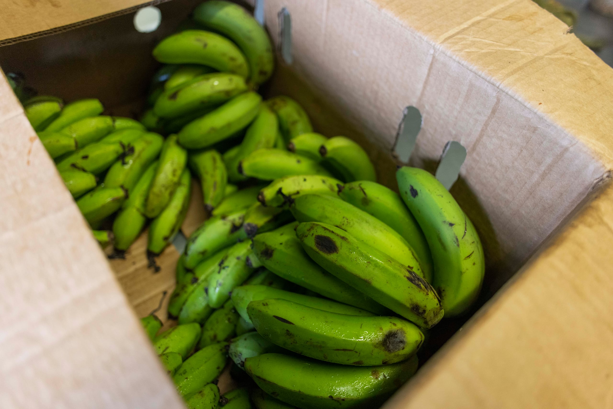Una revisión de estudios científicos destaca que el consumo habitual de plátano verde puede contribuir a reducir el riesgo de cáncer colorrectal al favorecer un ambiente intestinal más saludable.
