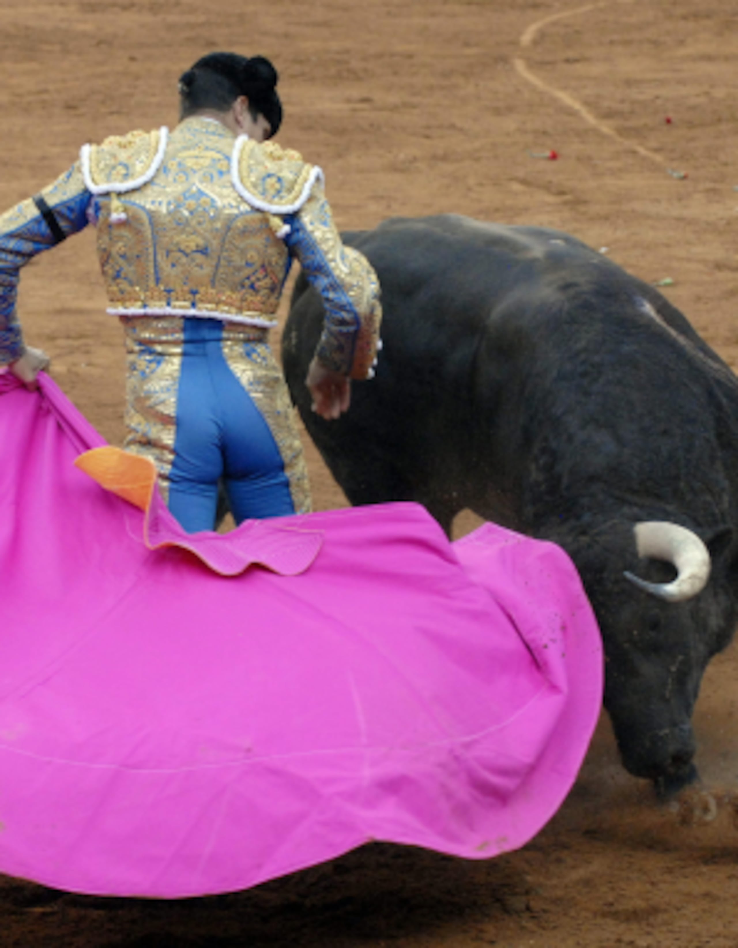 Durante el último año, los municipios de Xalapa, Fortín de las Flores, Teocelo y Boca de Río han modificado sus reglamentos para prohibir cualquier espectáculo con animales, desde los tradicionales circos hasta peleas de gallos y corridas de toros. (Archivo)