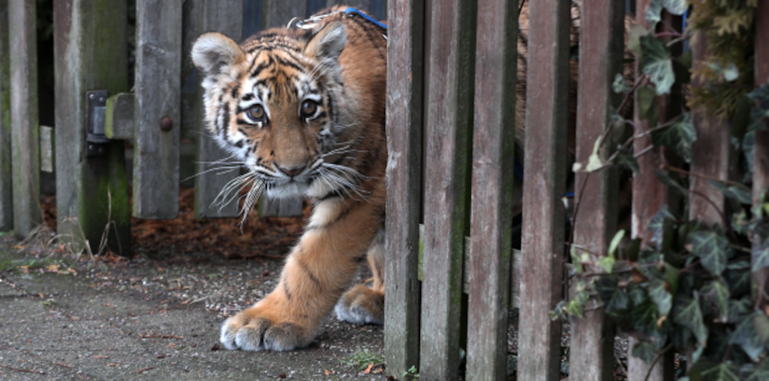 "Estos ataques de grandes felinos a humanos, que ocurren con triste frecuencia, muestran el profundo nivel de estrés, ansiedad y agitación que viven estos animales cada día de su vida", señaló PETA. (Archivo)