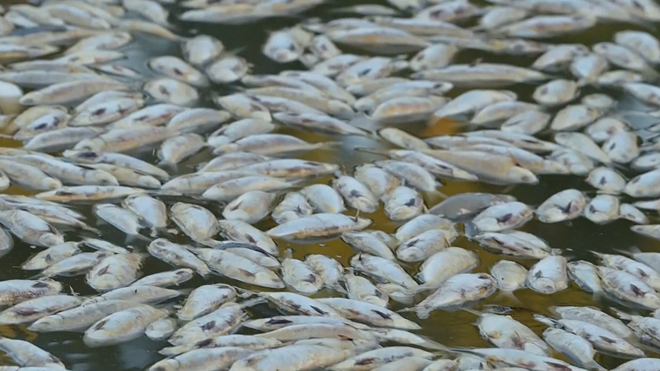 De acuerdo con las evaluaciones iniciales, en las orillas de la playa se recolectaron la semana pasada varios centenares de peces muertos que alcanzaban a una tonelada. (Foto de archivo)