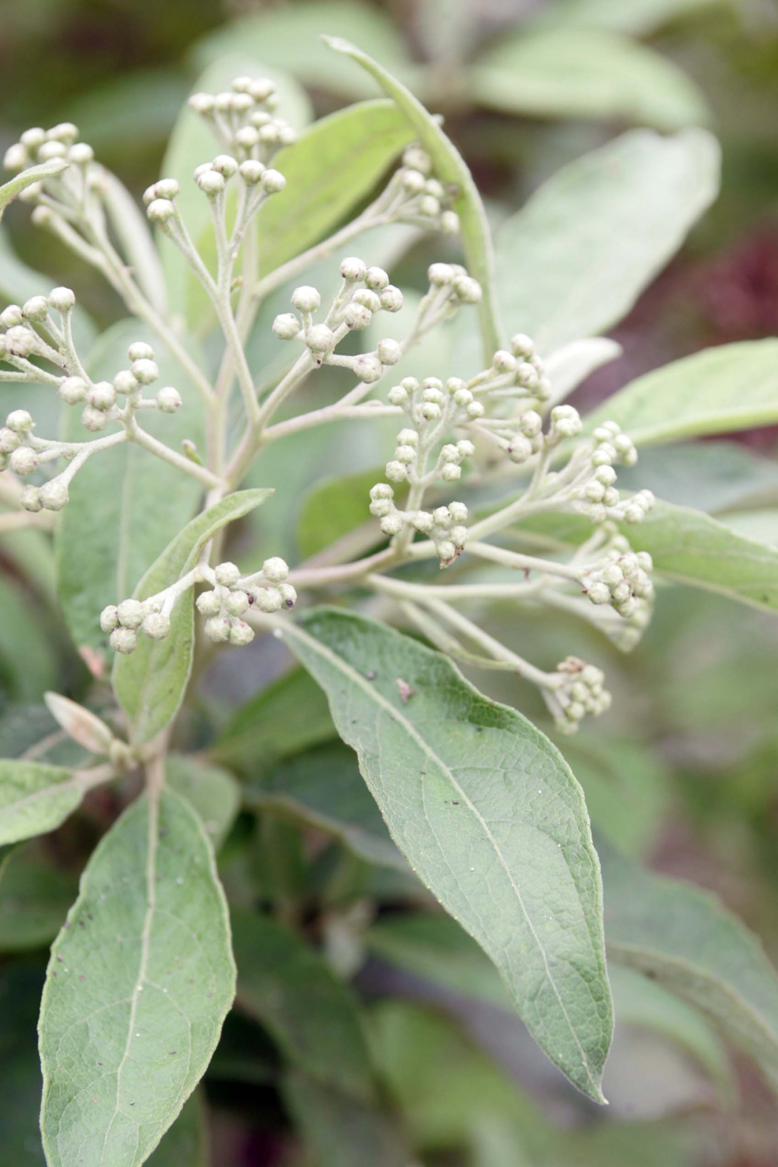 Adicionalmente, un informe del portal británico GB mencionó otro estudio que destaca cómo el extracto de hojas de salvia no solo reduce los niveles de azúcar en sangre, sino que también mejora la sensibilidad a la insulina.