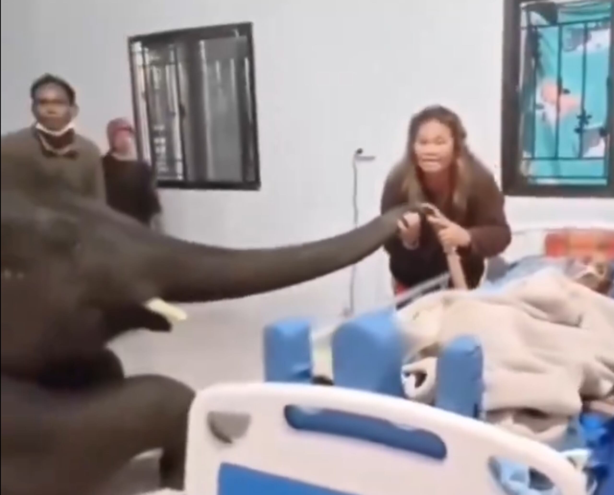 Una de las mujeres que se encontraba cerca del anciano ayudó a que el animal pudiera acercarse más a su antiguo cuidador. Cogió su trompa y una de las manos del anciano para que se pudieran acariciar.