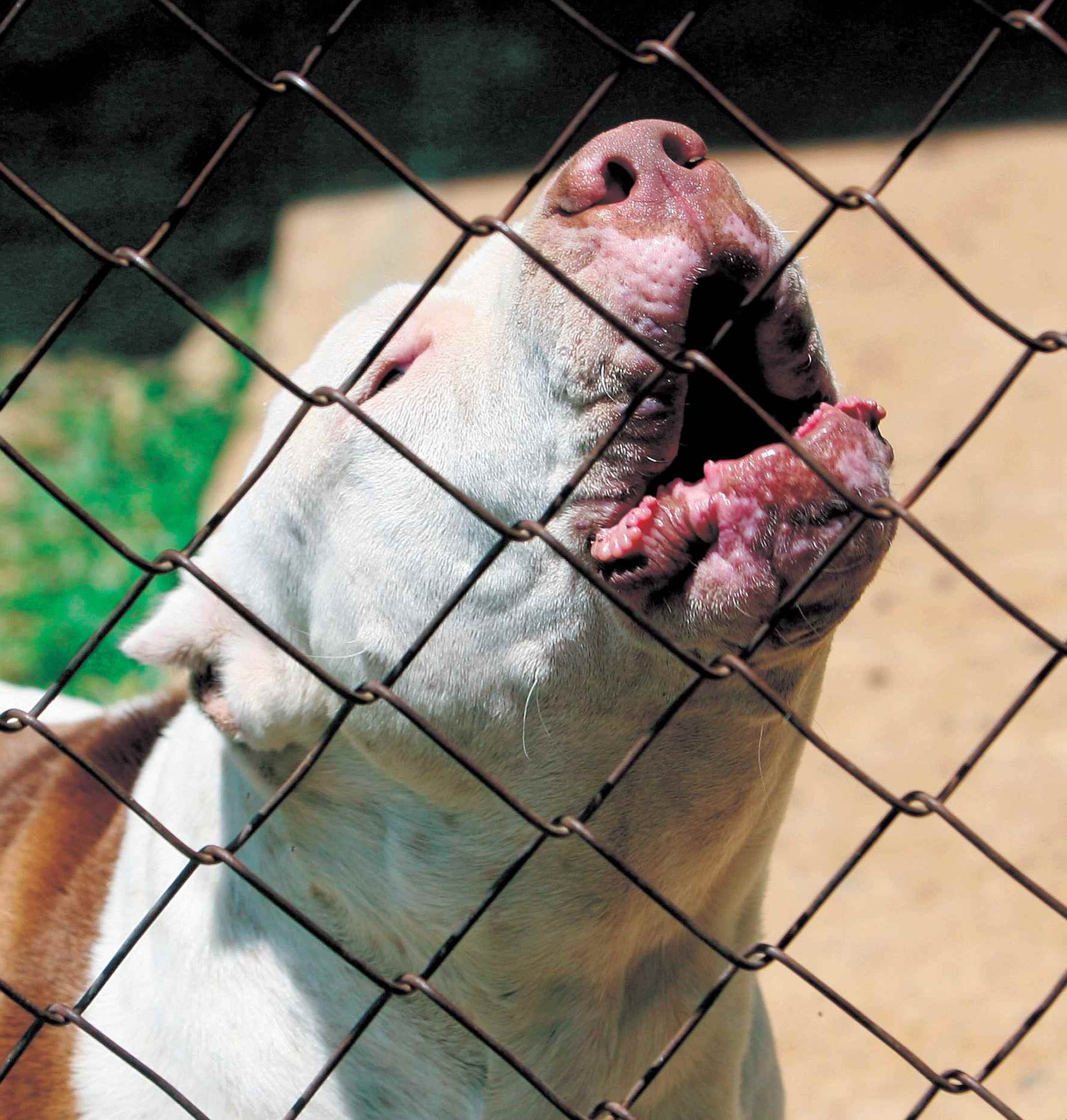 Las autoridades señalaron que uno de los pit bulls fue sacrificado. (Archivo/ GFR Media)