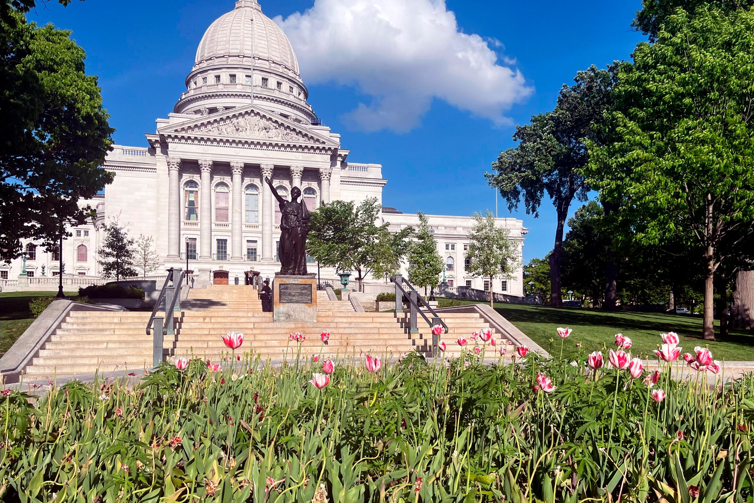 Las plantas, que no se pudo precisar si eran de marihuana o cáñamo, crecían en el jardín de tulipanes del Capitolio de Wisconsin.