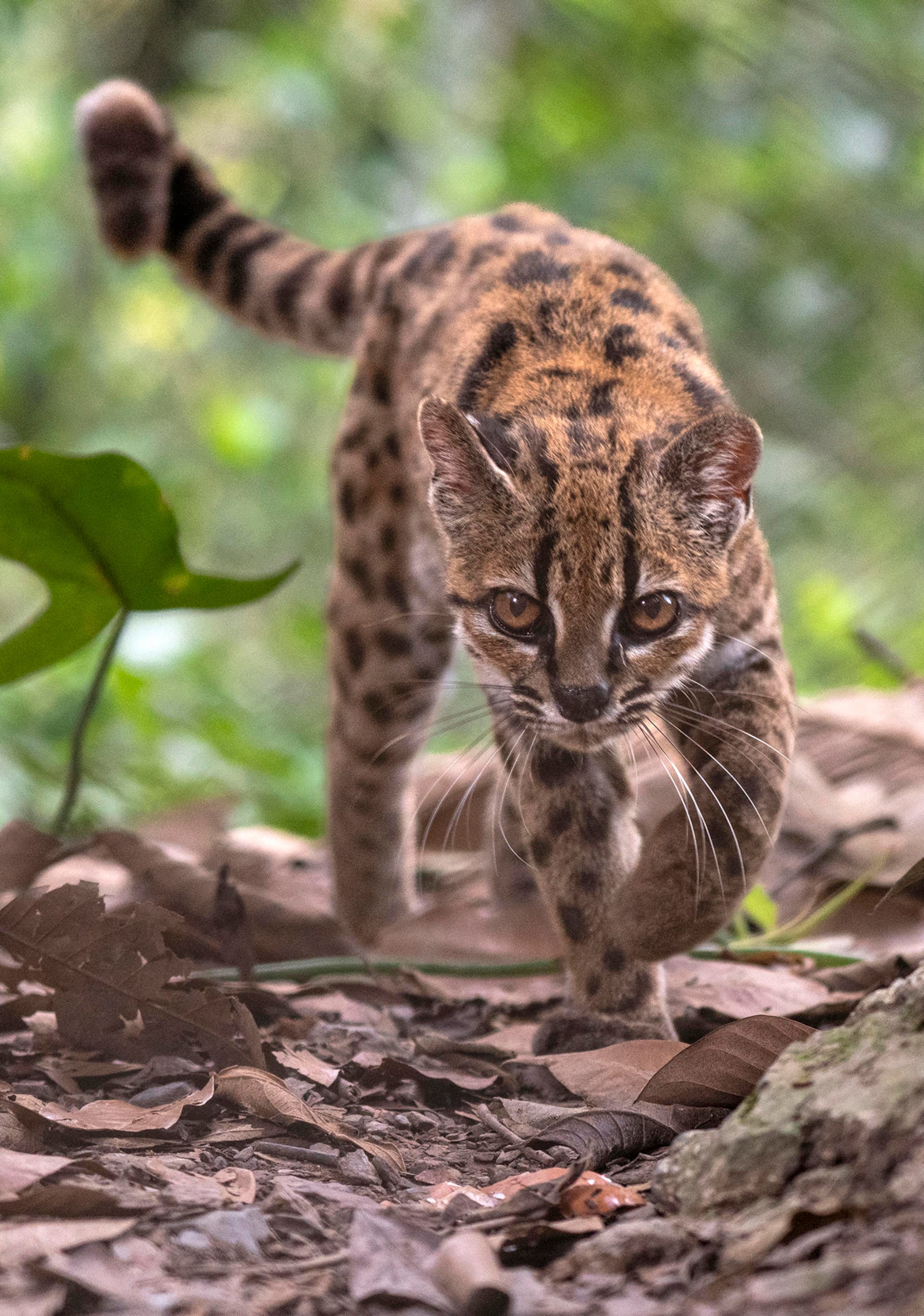Fotografía cedida por Fernando Faciole/National Geogrpahic que muestra una nueva especie de felino silvestre.