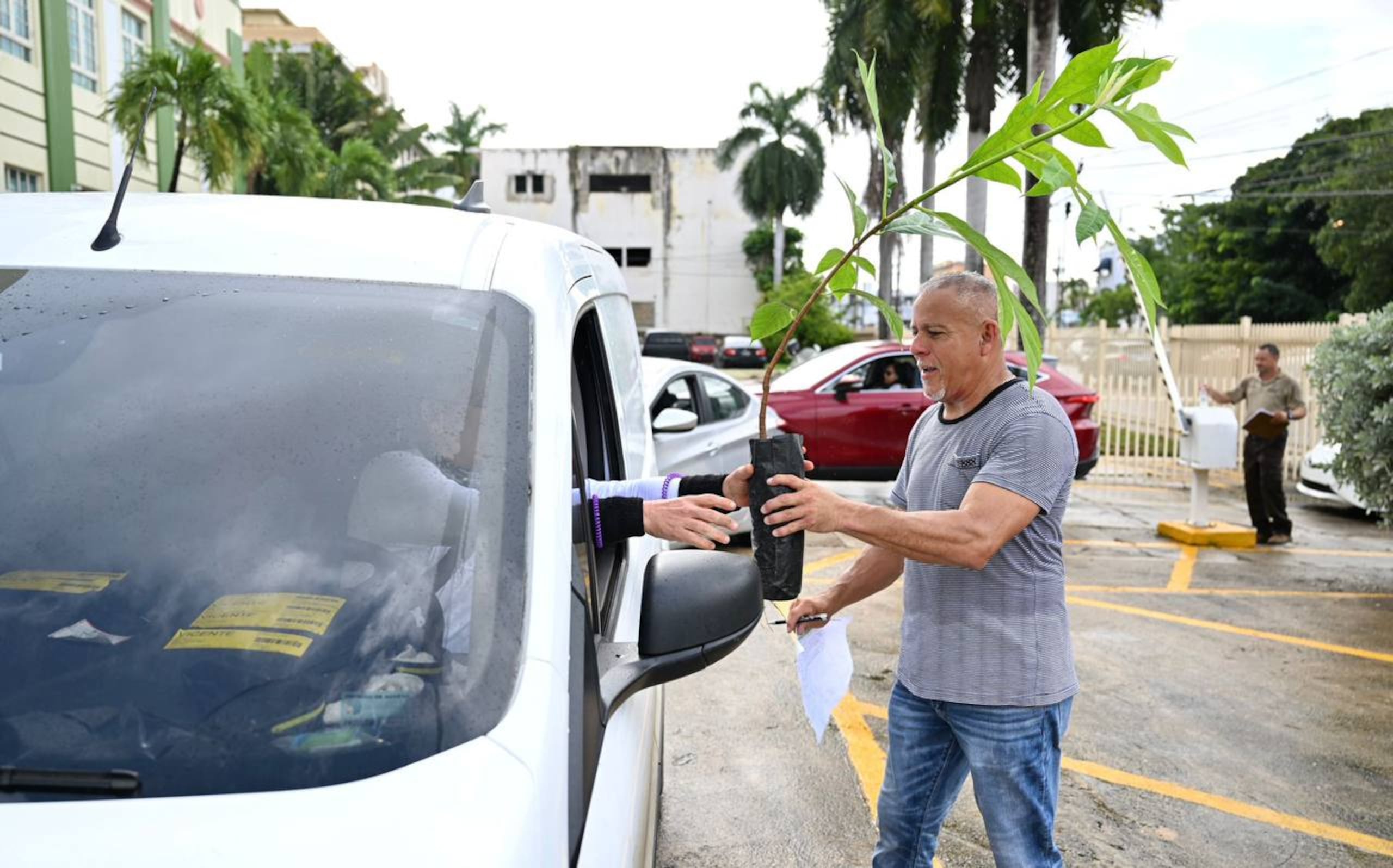 Se entregaron árboles de pana.