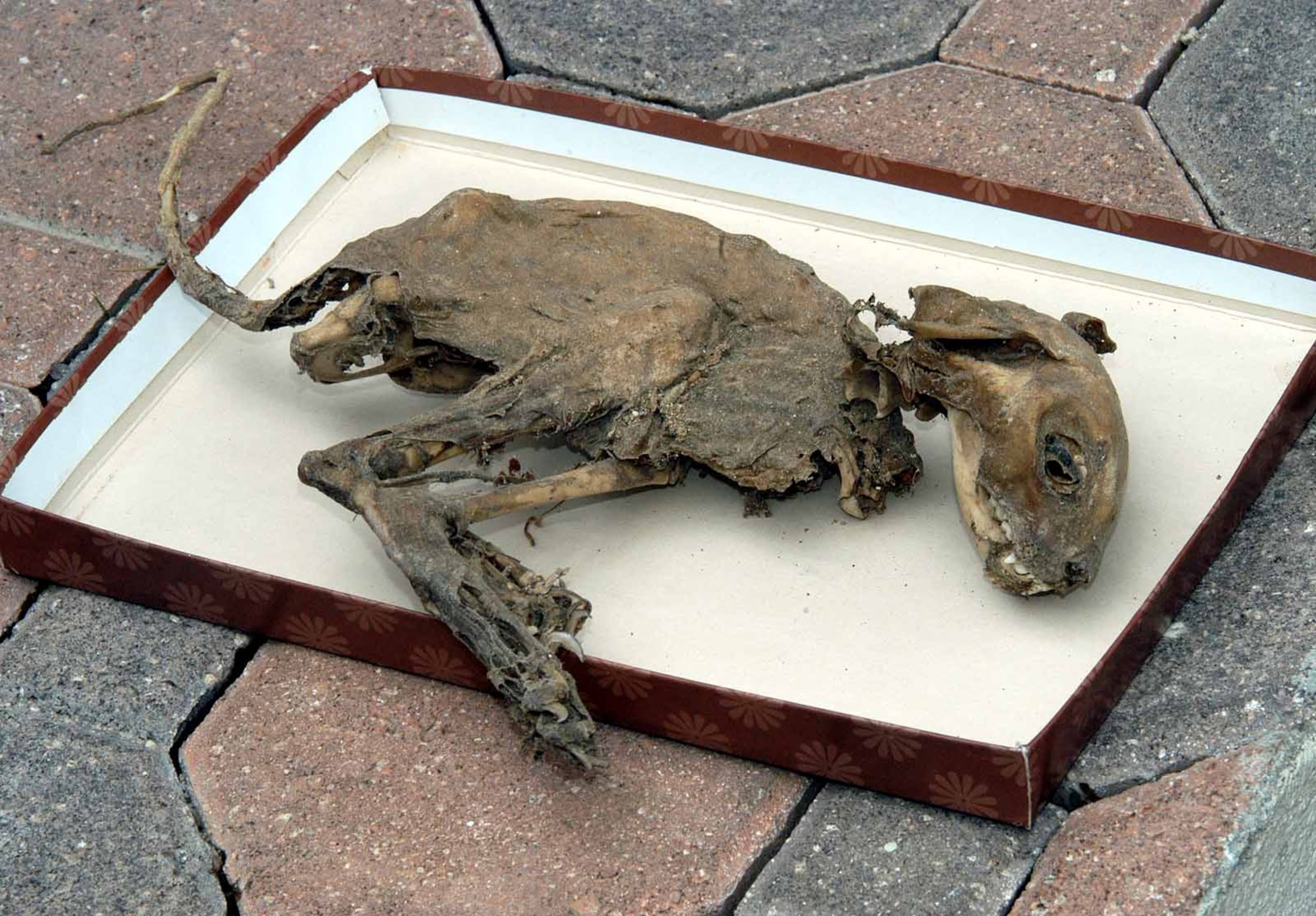 Se han hallado osamentas, sin conocerse al animal que pertenecen.