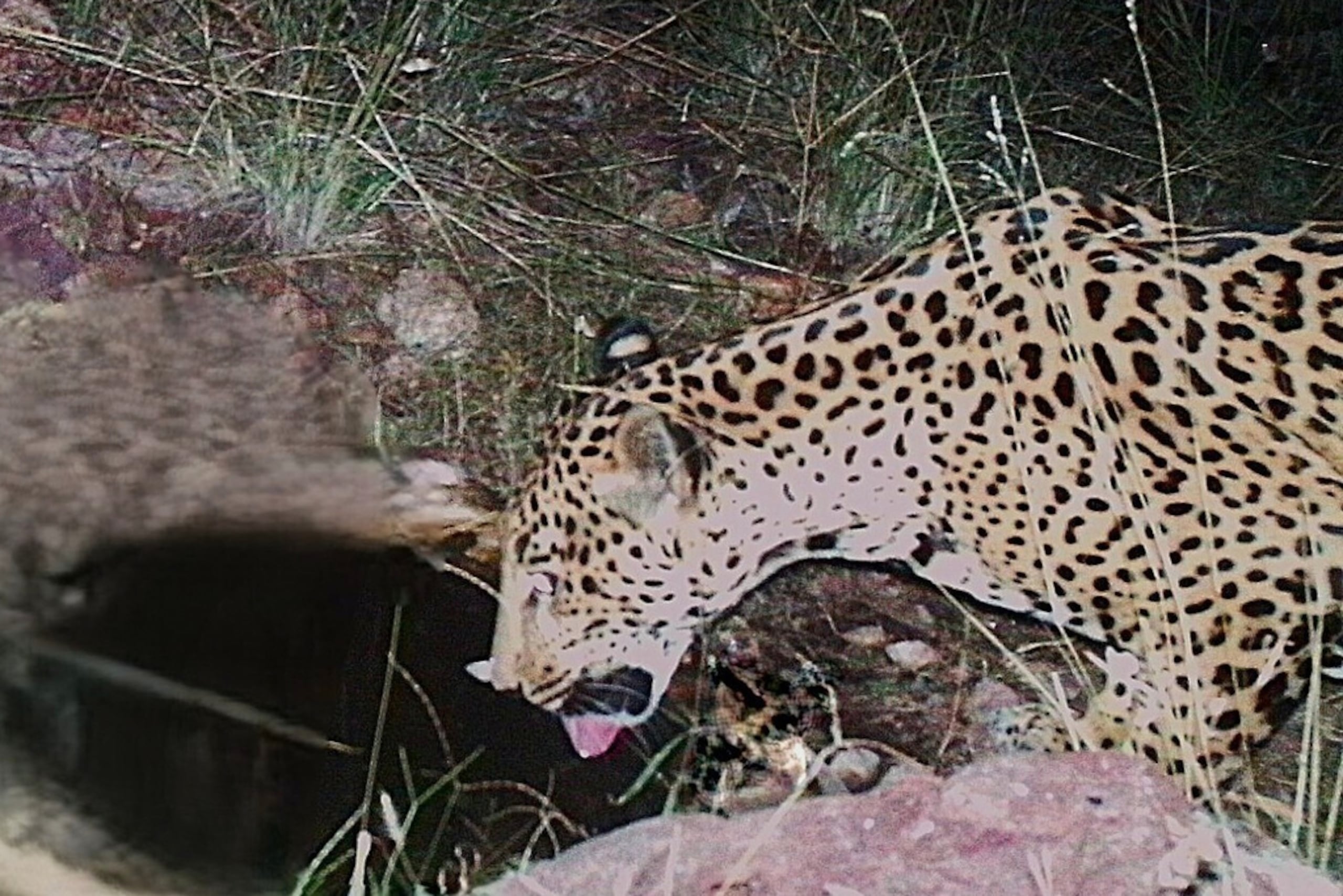 Esta fotografía, tomada con una cámara remota y difundida por el Centro de Investigación y Conservación de Felinos Silvestres de la Universidad de Arizona, muestra un jaguar, en noviembre de 2025, en el sur de Arizona.