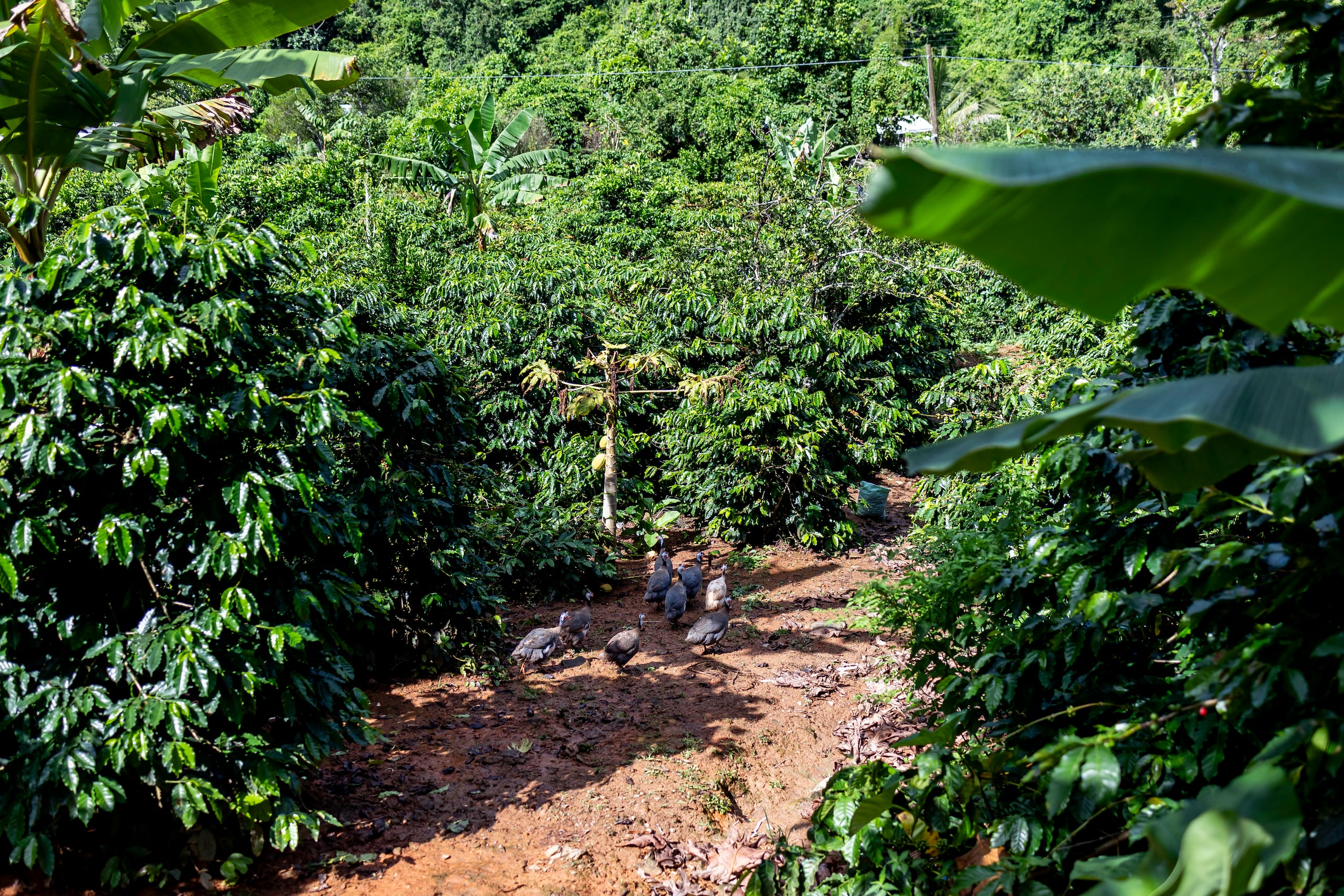 Adjuntas es un municipio agrícola que depende en gran medida de la producción del café.