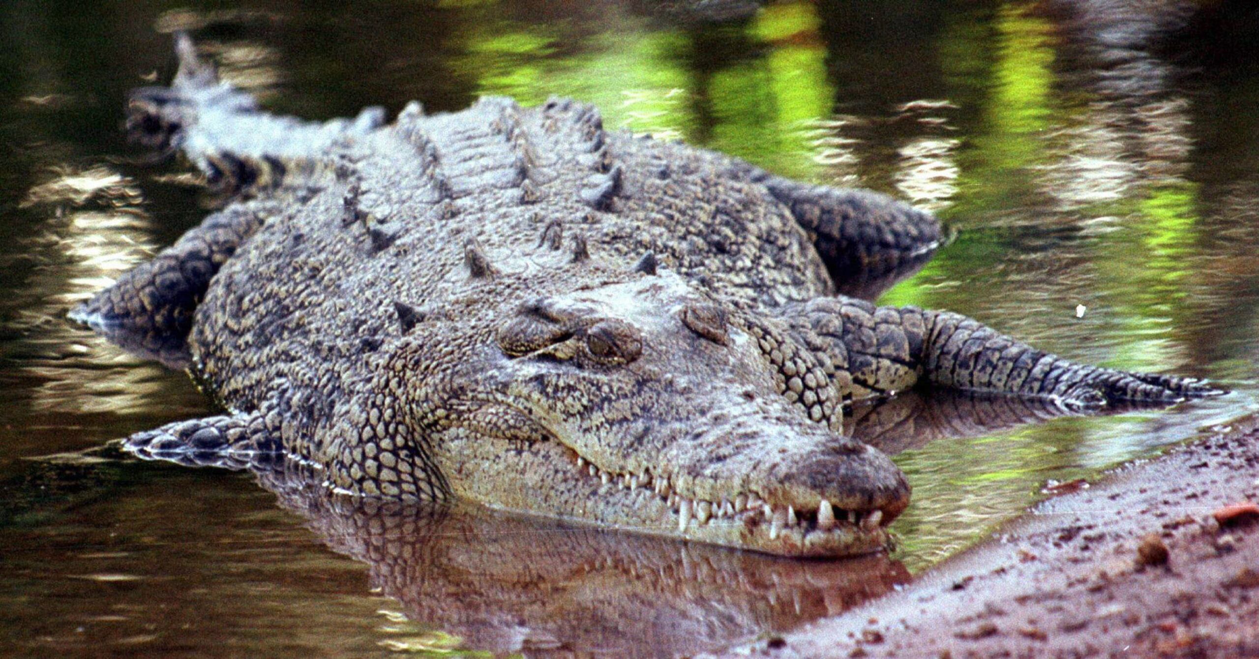 Fotografía de archivo de un cocodrilo en el Territorio Norte de Australia.