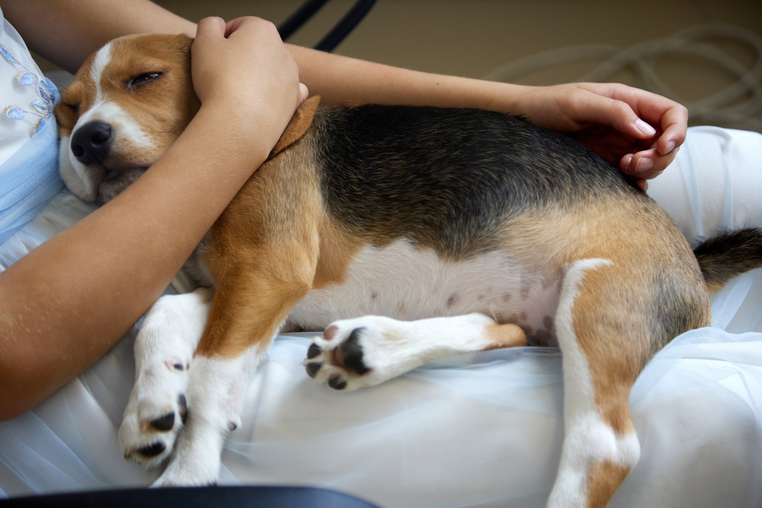 Si su perro lo considera parte esencial de su manada, querrá tener contacto físico y expresa felicidad y emoción de compartir junto a usted.