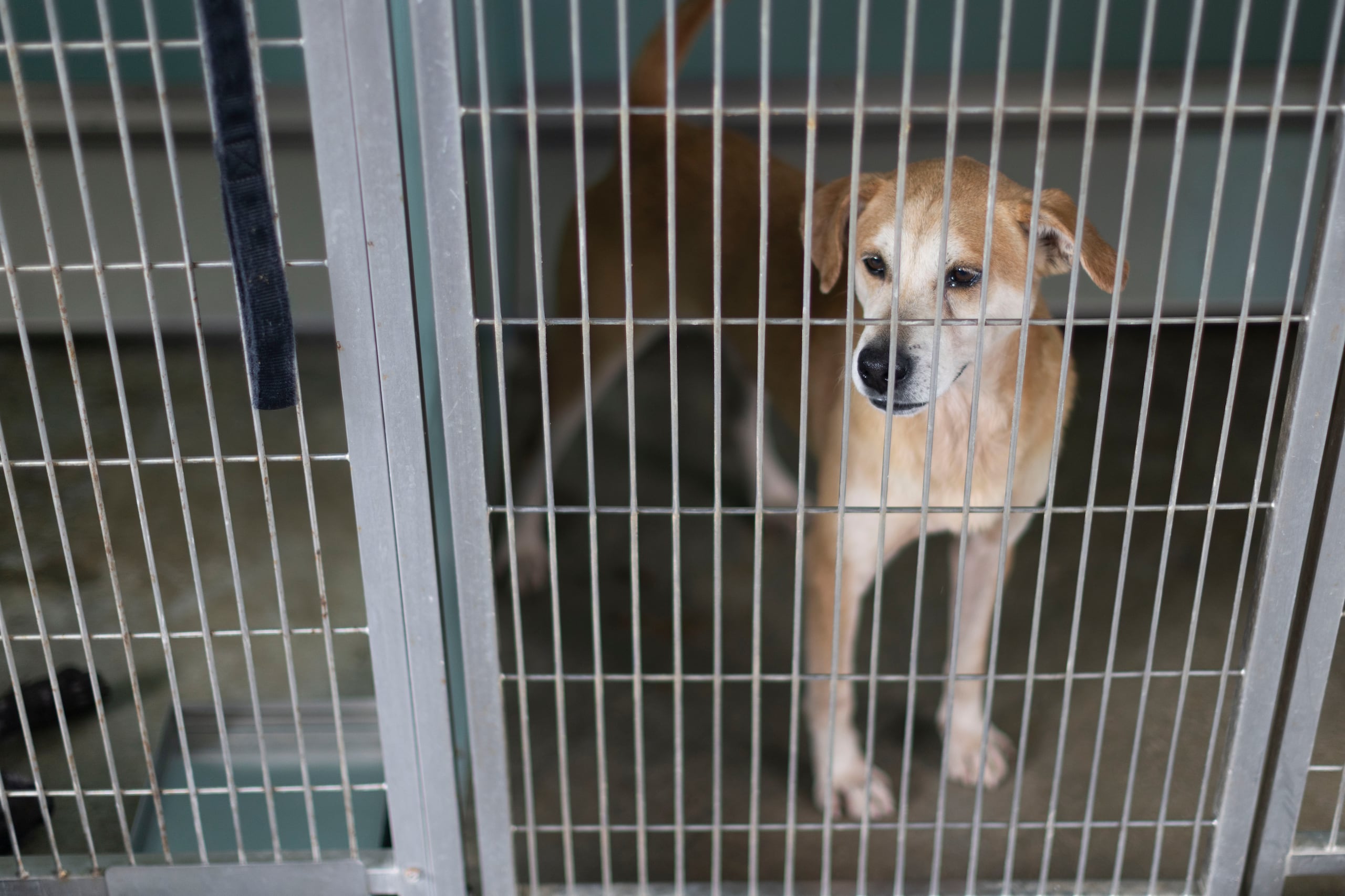 La medida brindaría a los municipios y a las organizaciones sin fines de lucro herramientas para mejorar los refugios y ampliar la atención veterinaria, entre otras ayudas.