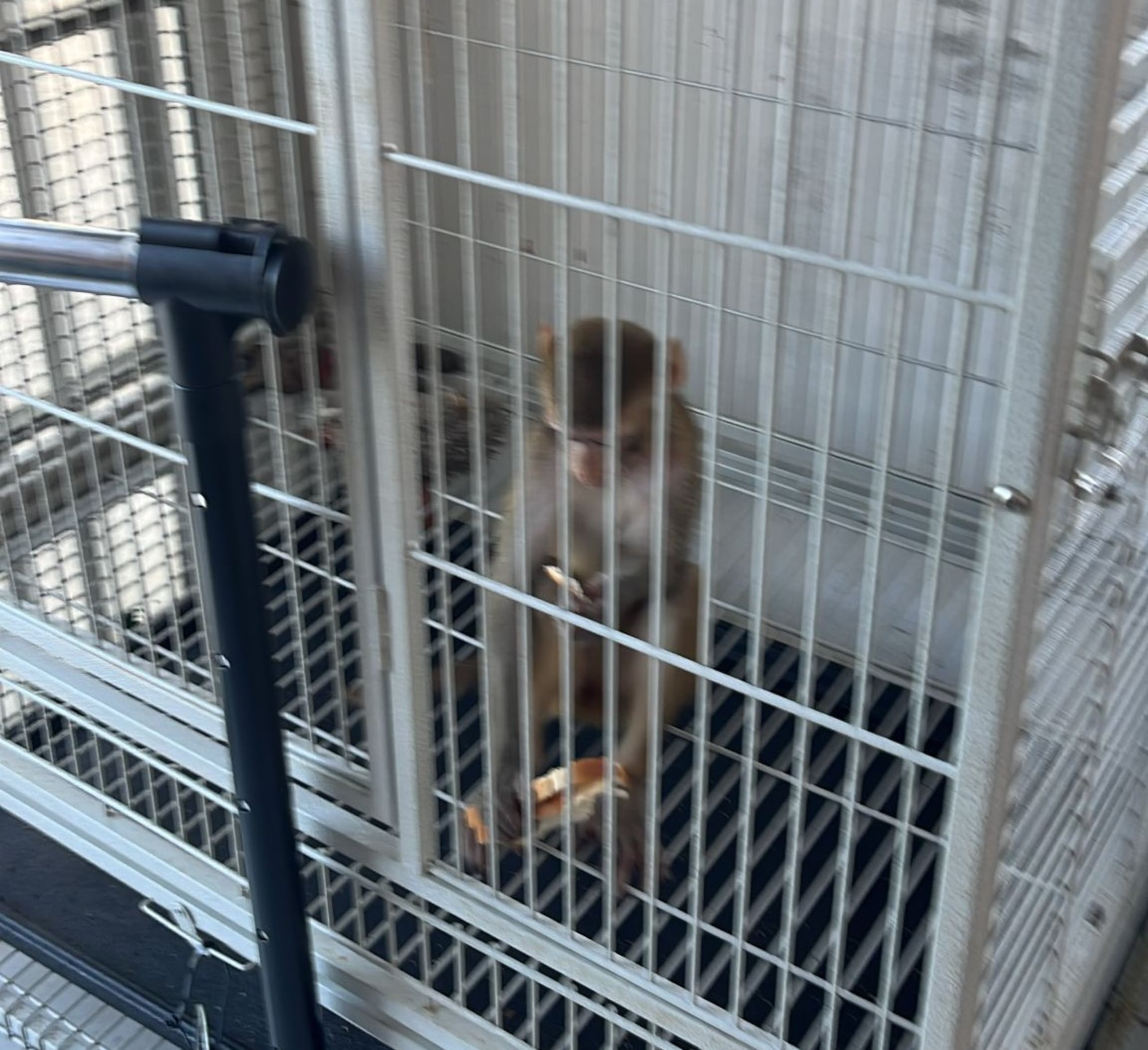 Mono rhesus en una residencia de Canóvanas.