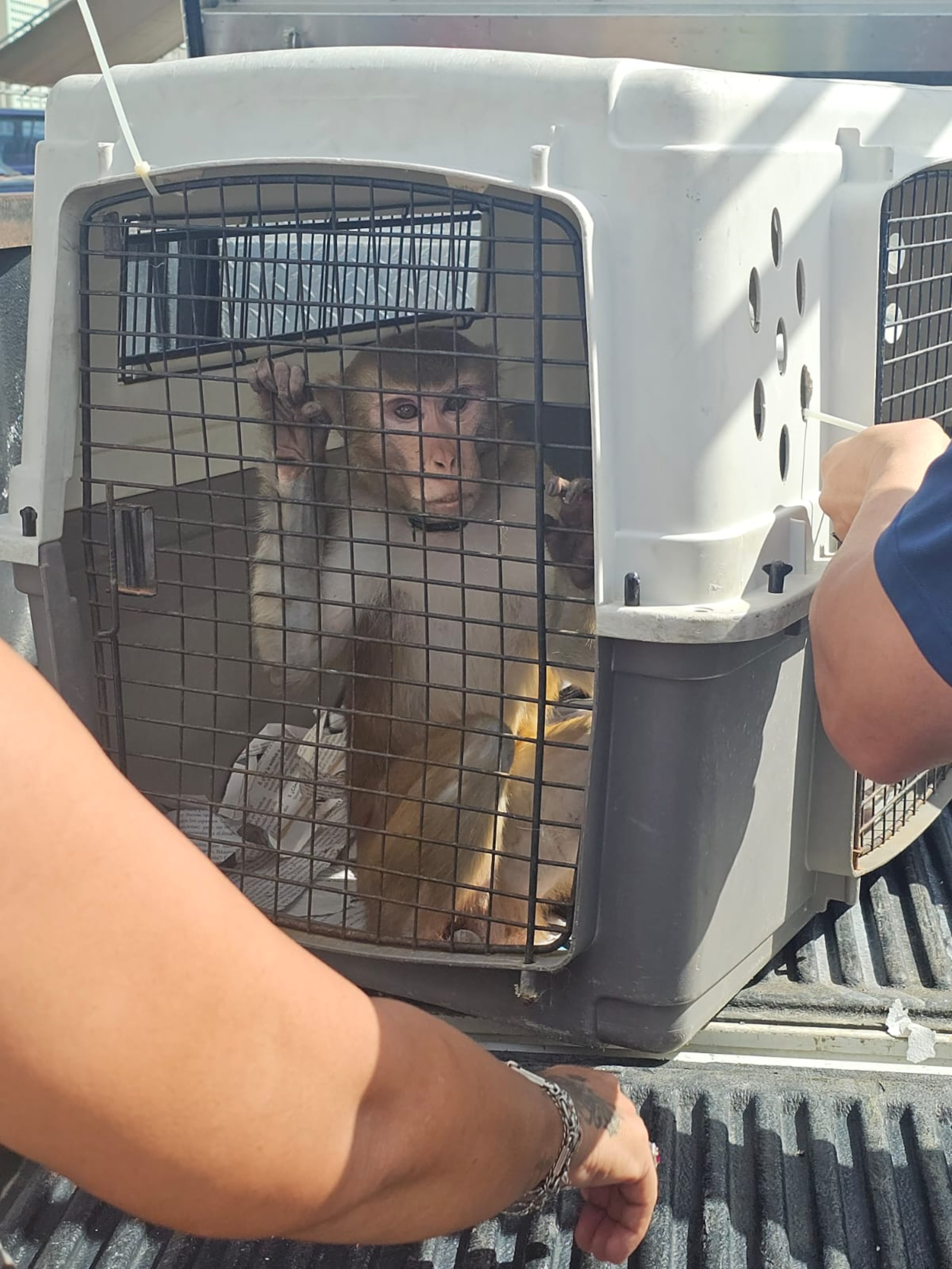 Mono de la raza Rhesus, capturado en el residencial Bella Vista, en Arecibo.